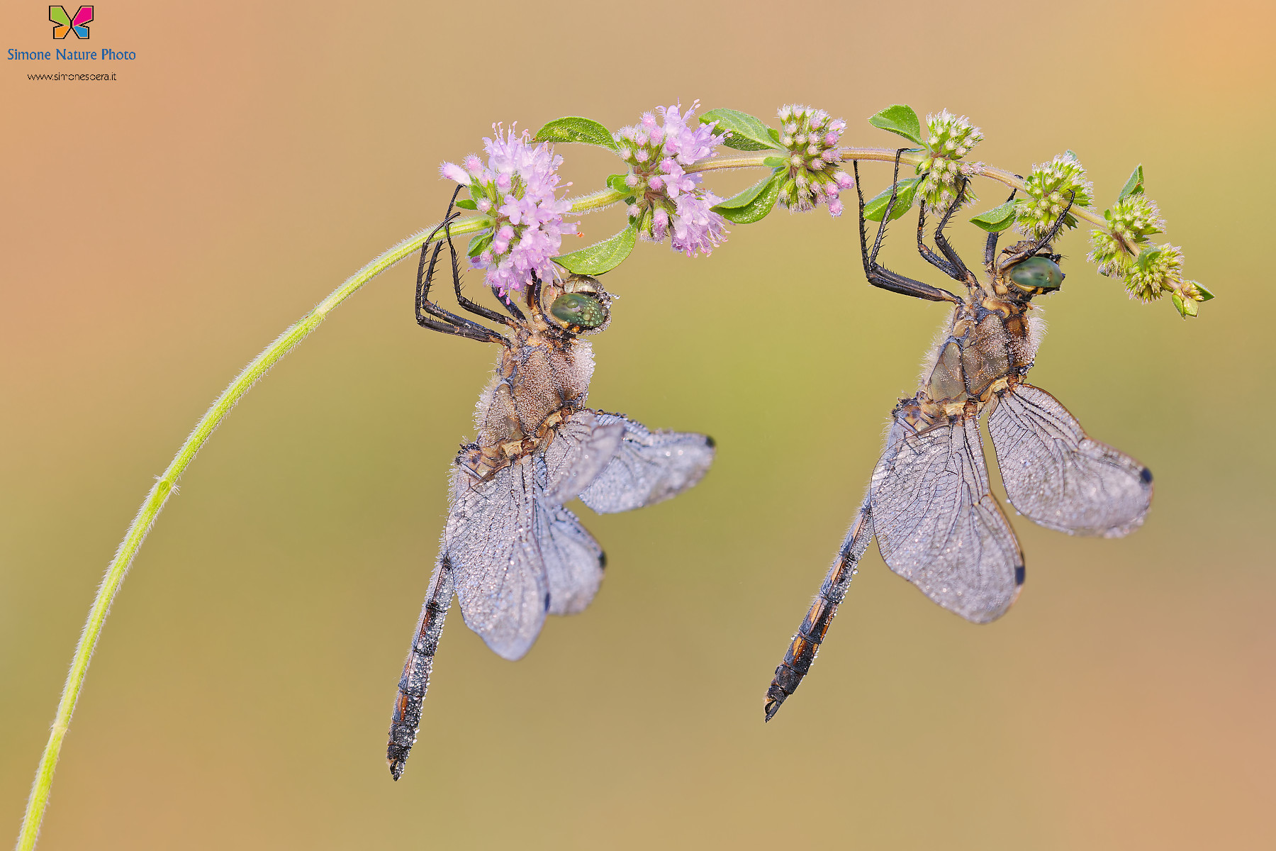Orthetrum cancellatum   �