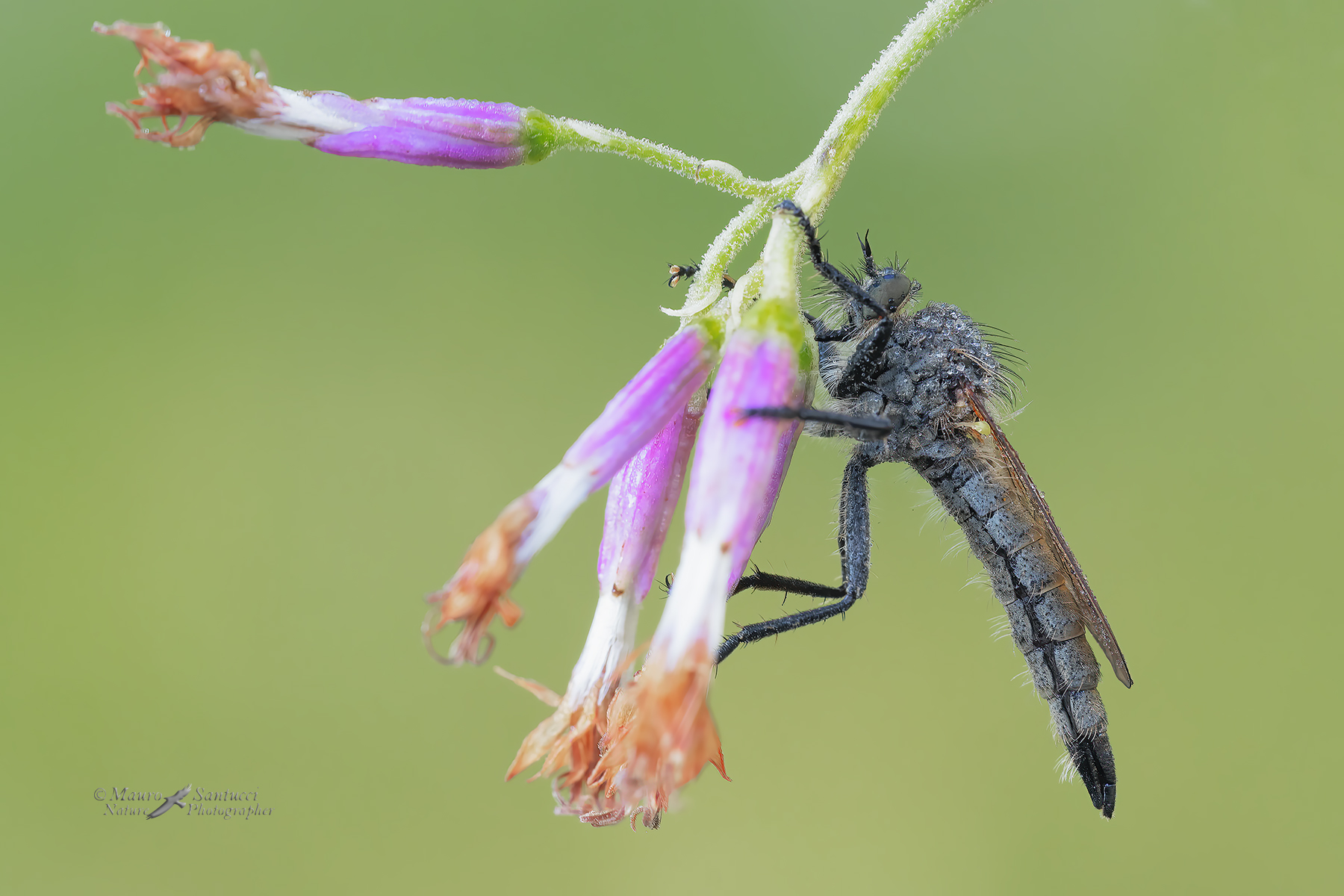 Didysmachus-picipes_DSC00078