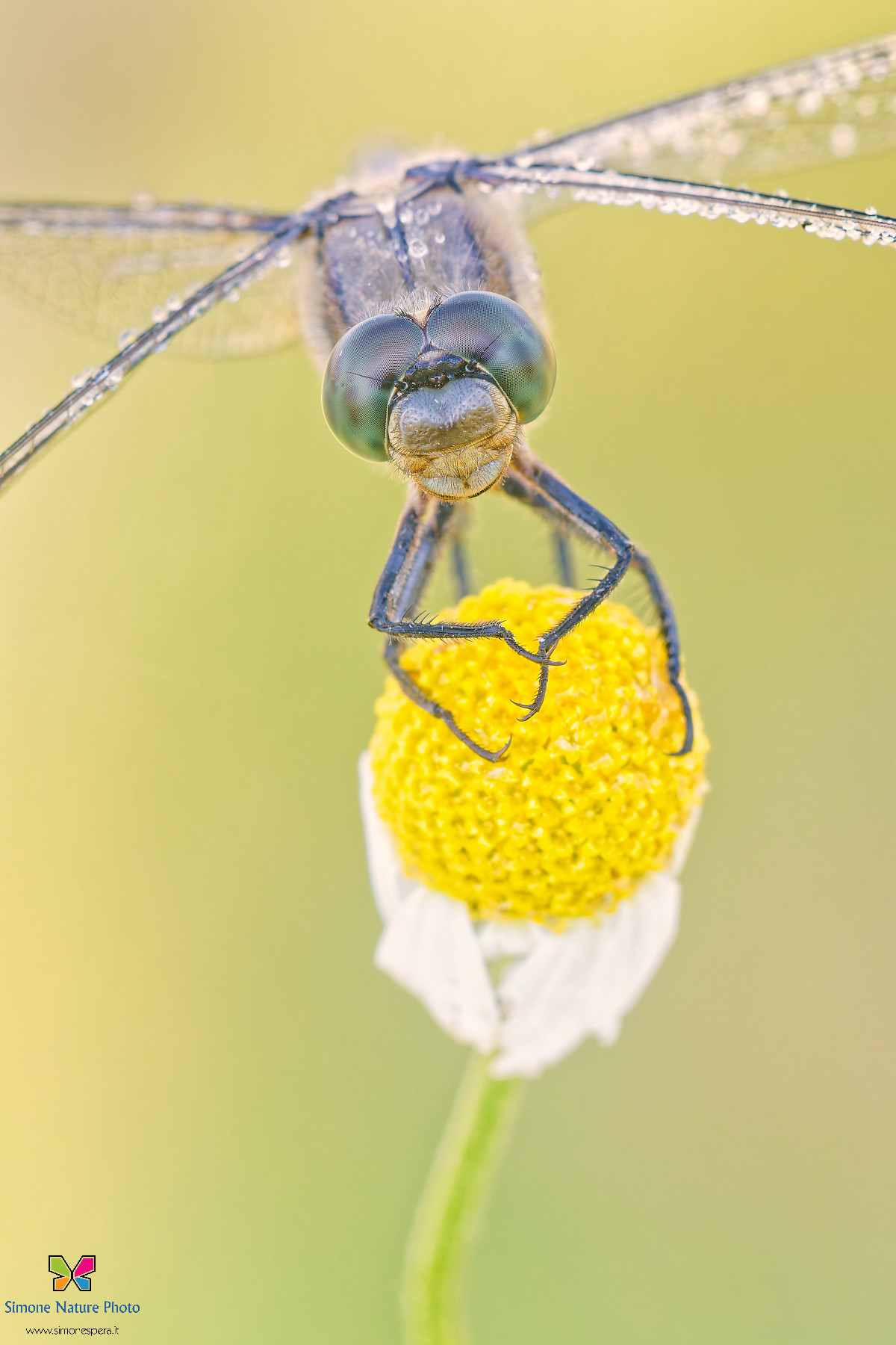 Cancellatum portrait...