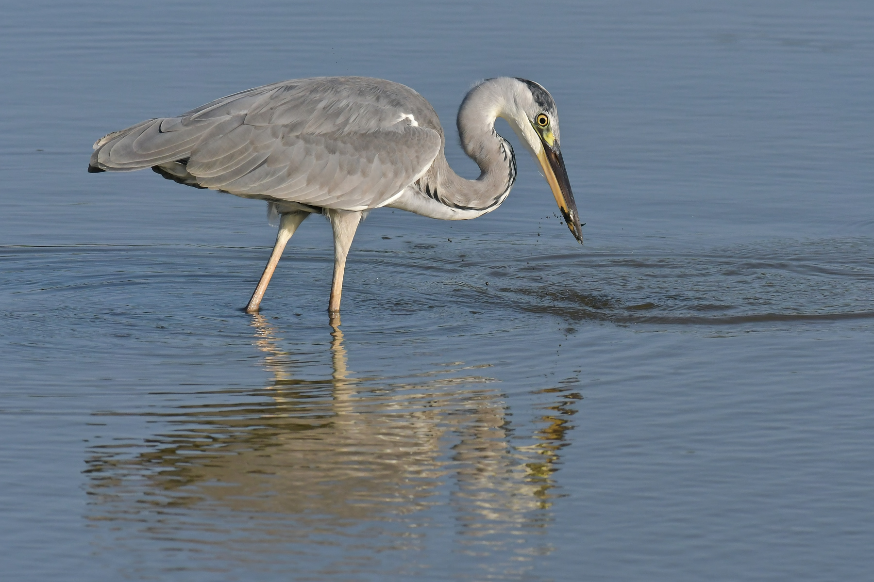 Airone cinerino con preda