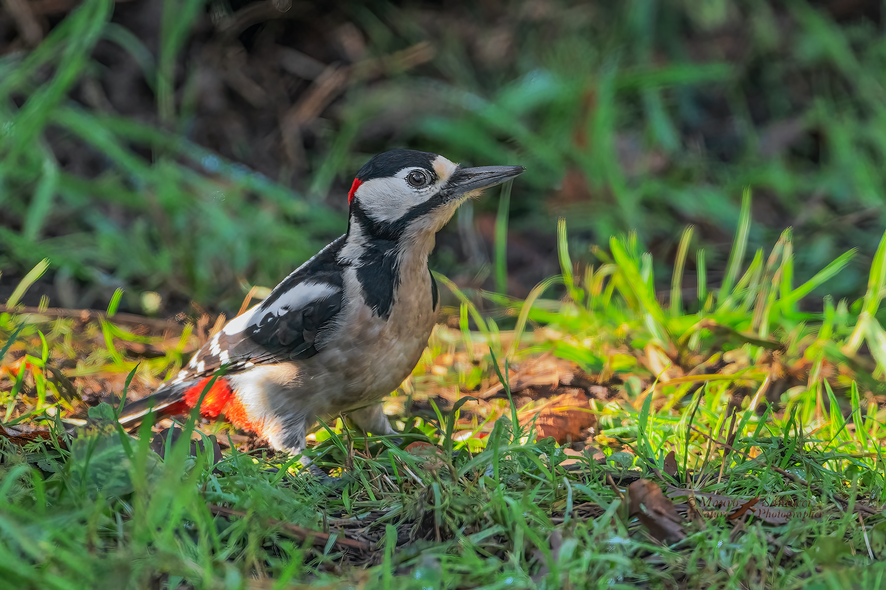Picchio-rosso-maggiore_DSC03616