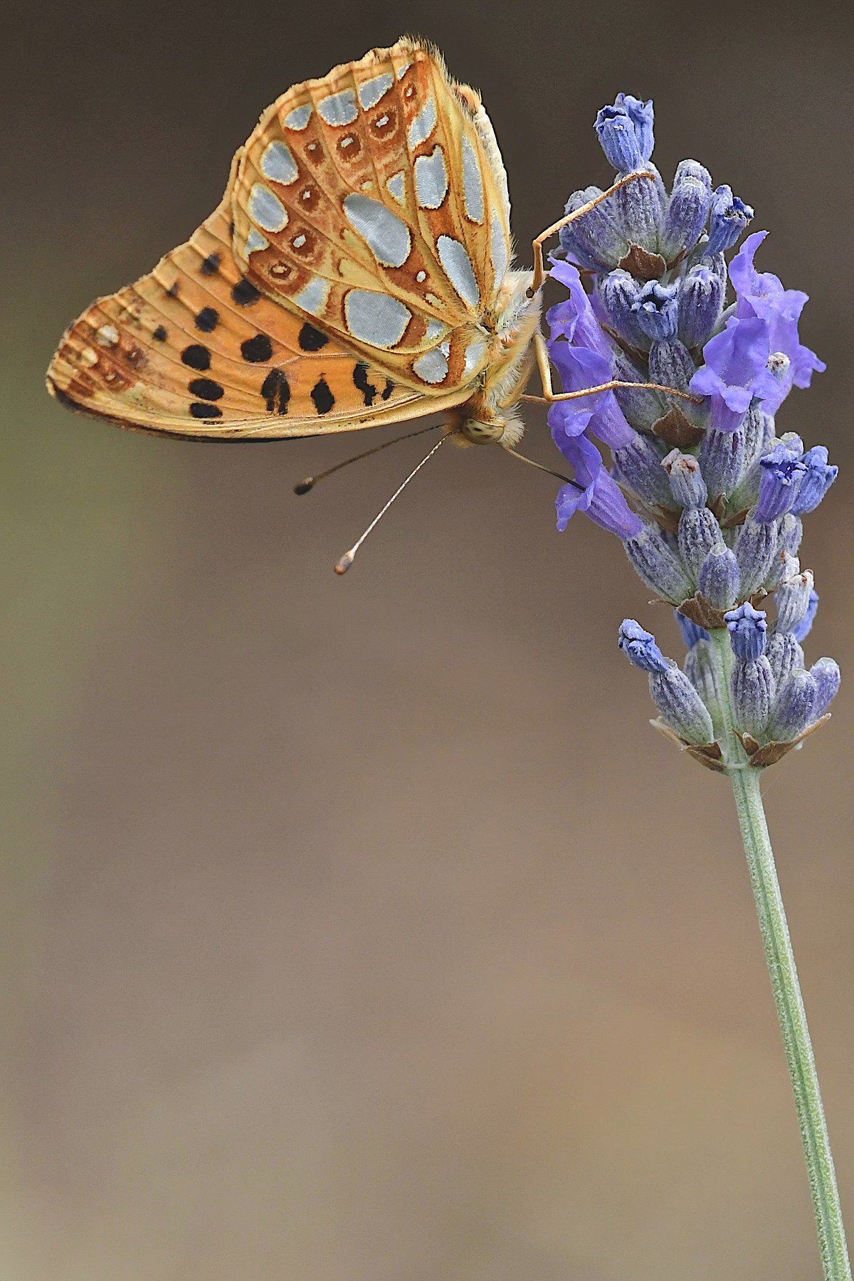 Composizione estrema