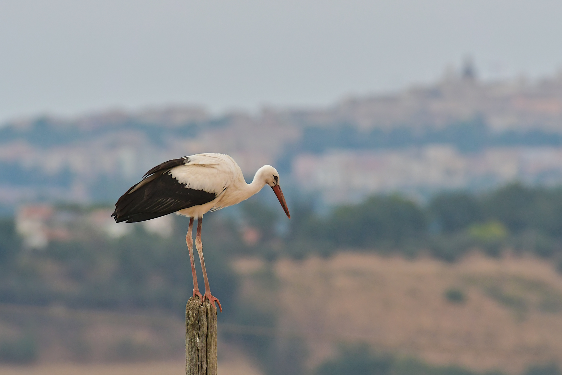 La cicogna e la citt� dopo il tramonto