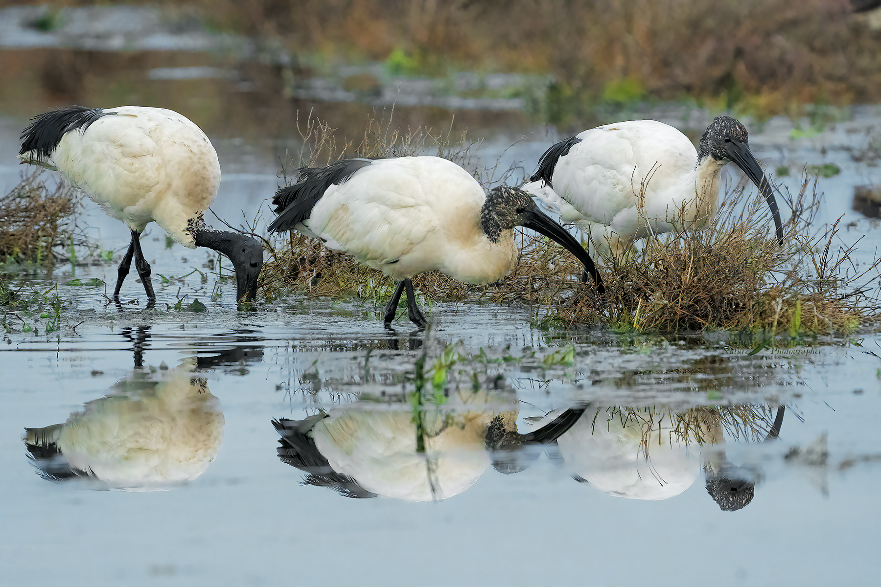 I-tre-moschettieri_DSC06037