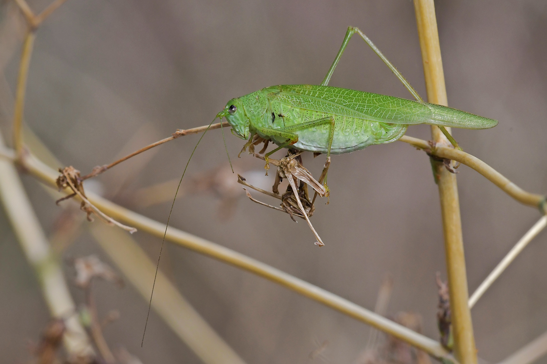 Tettigonia viridissima