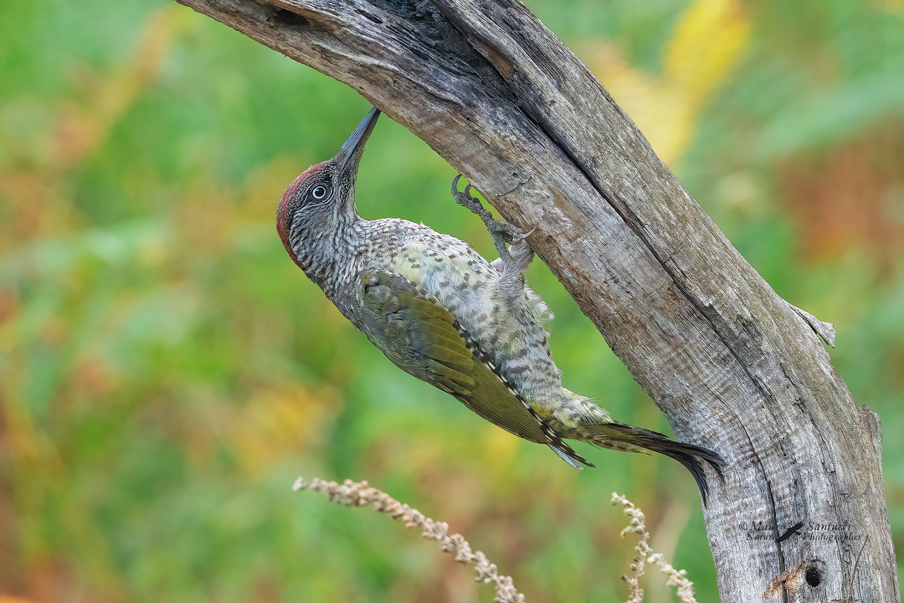 Picchio-verde-giovane_DSC04452