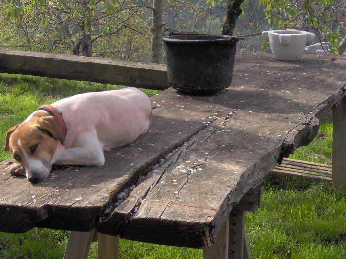 Il cane non � il mio... per fortuna