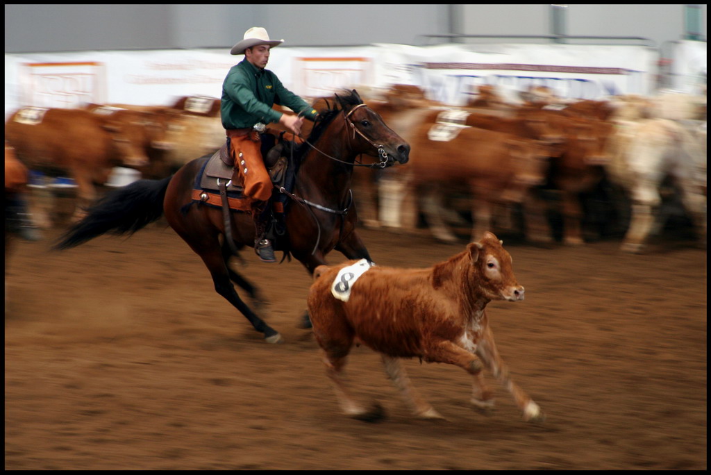 Gara di Team Penning