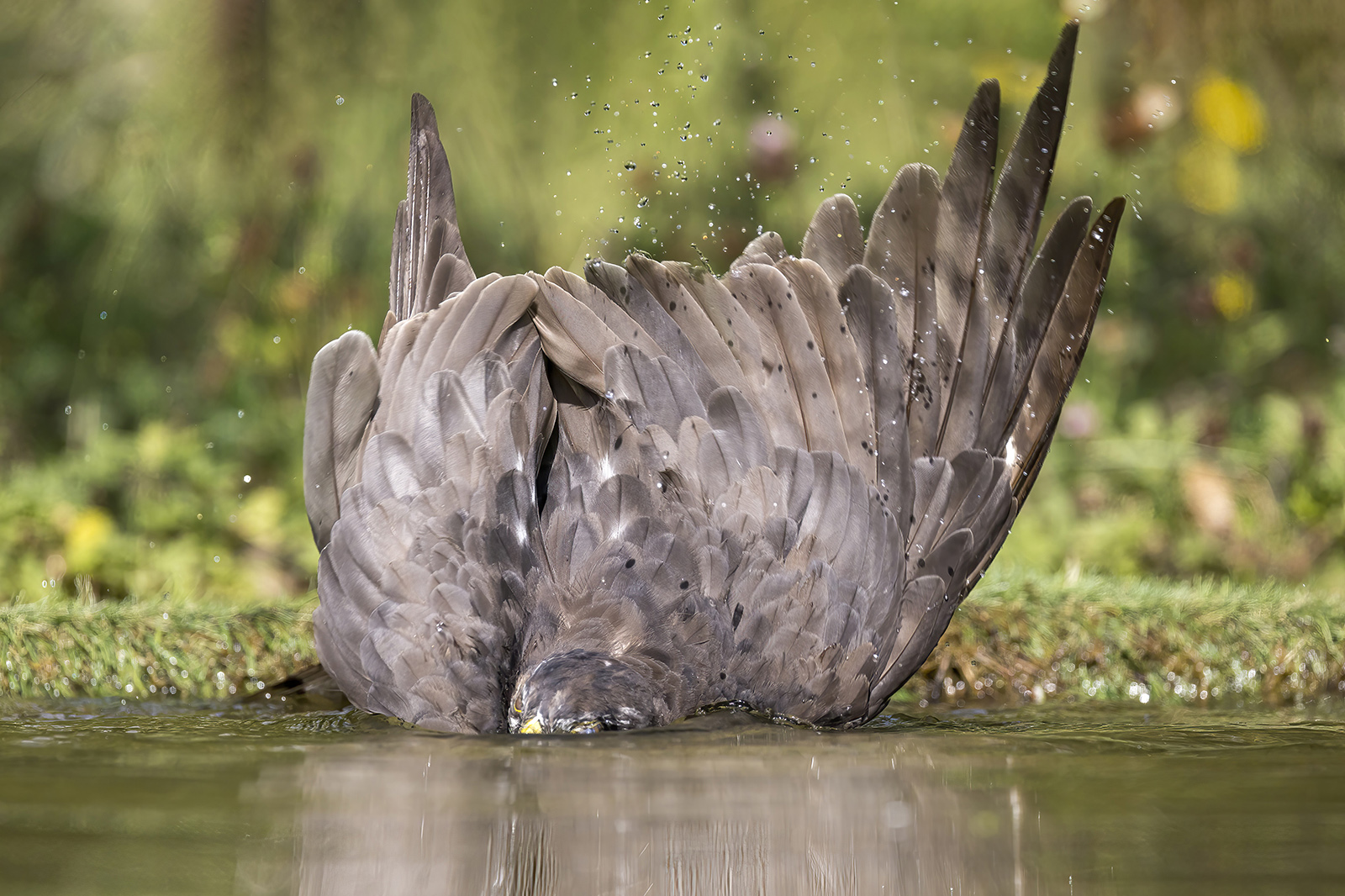 Sparviere Bagno foto 2