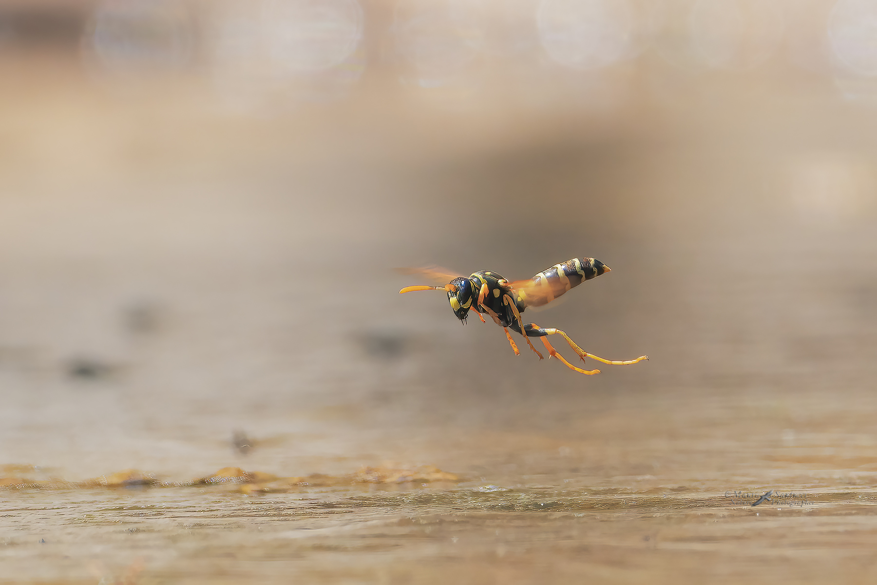 Polistes-dominula-in-volo_DSC02271