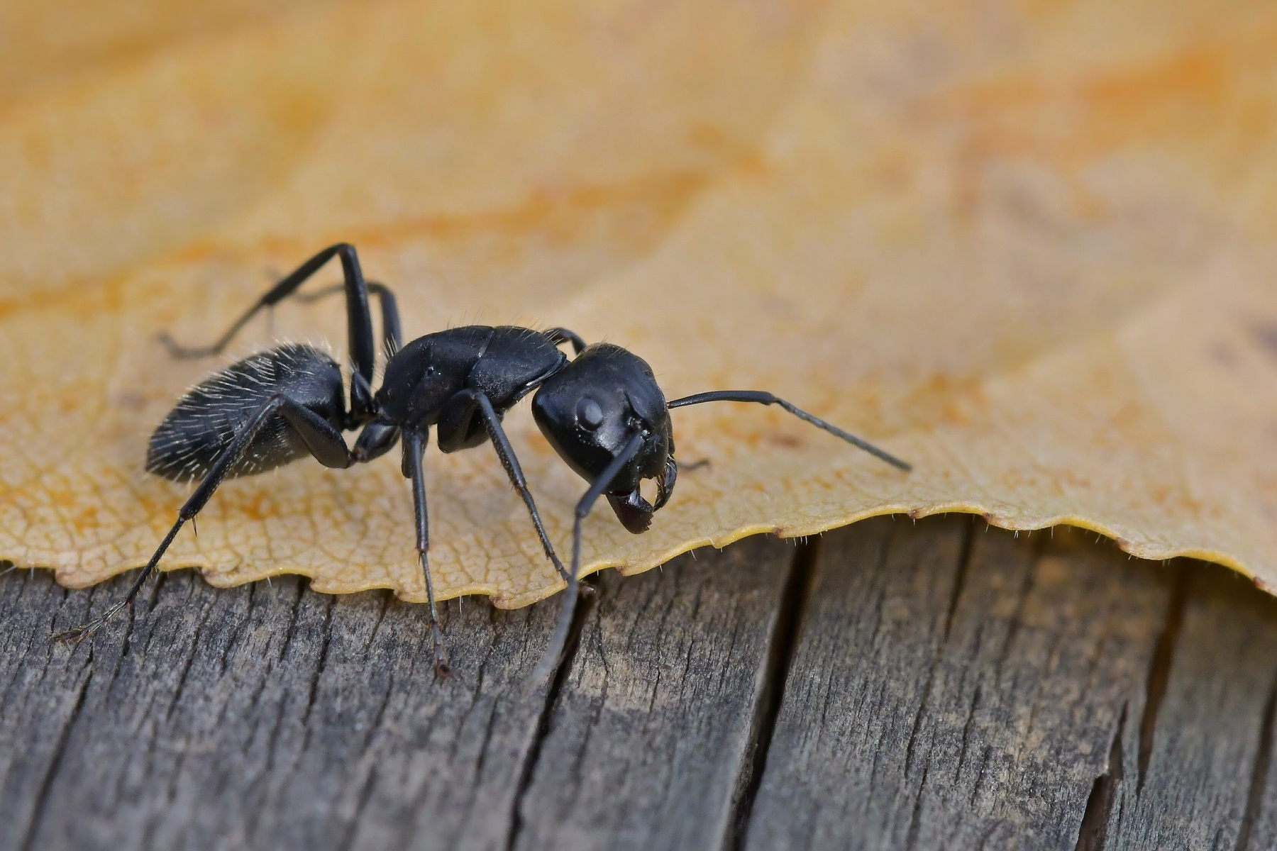 La formica e la foglia