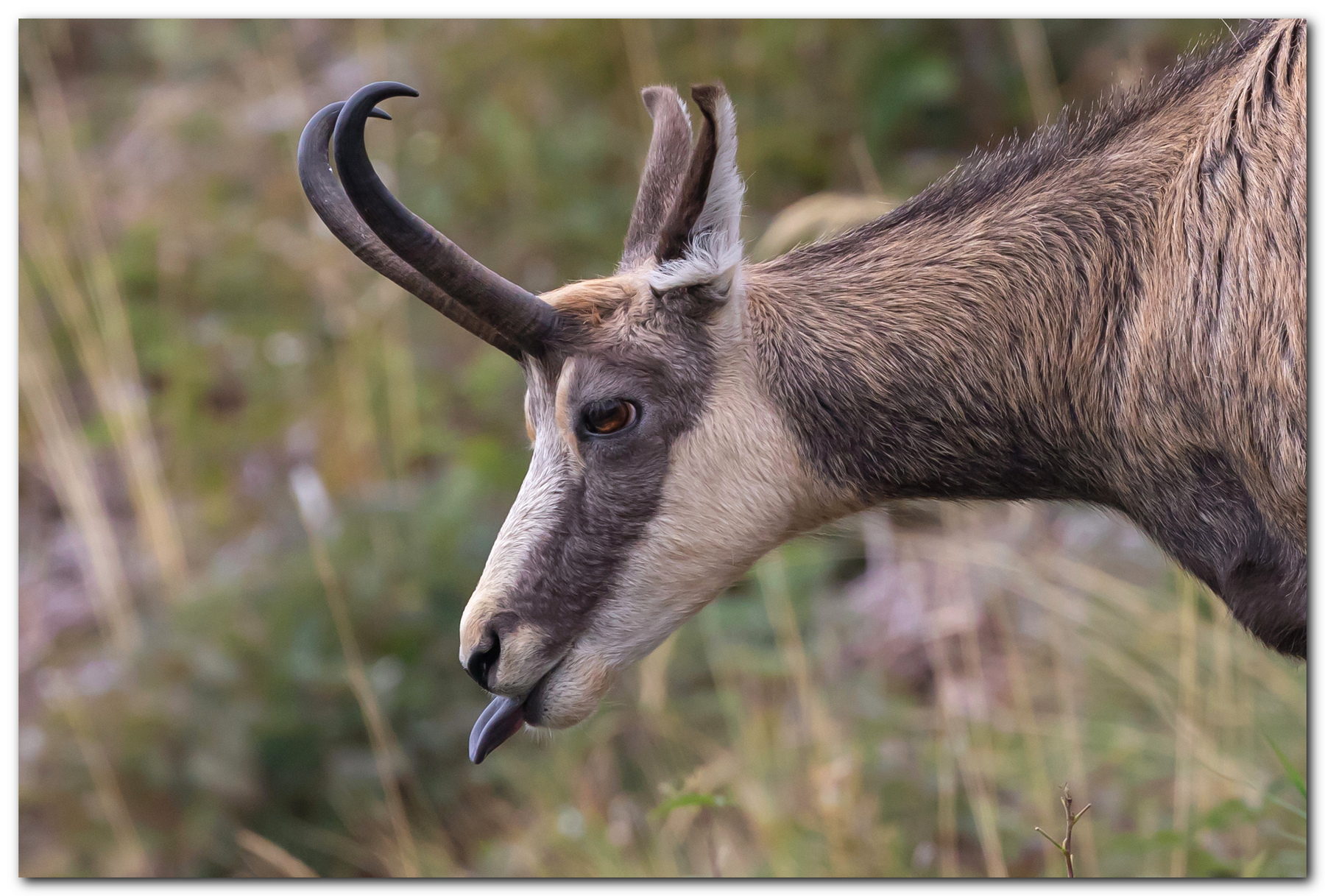Irriverenza. Camoscio