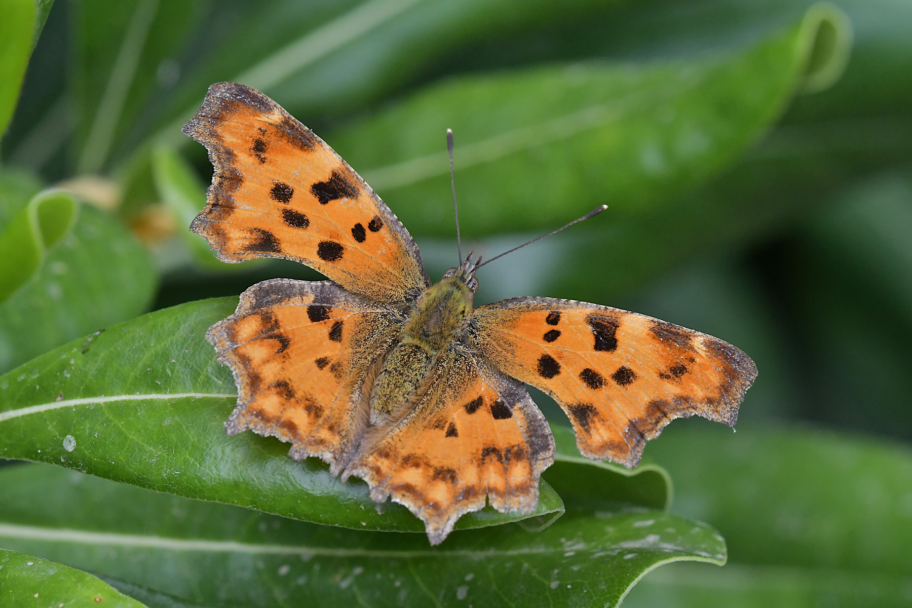 La Vanessa C si scalda