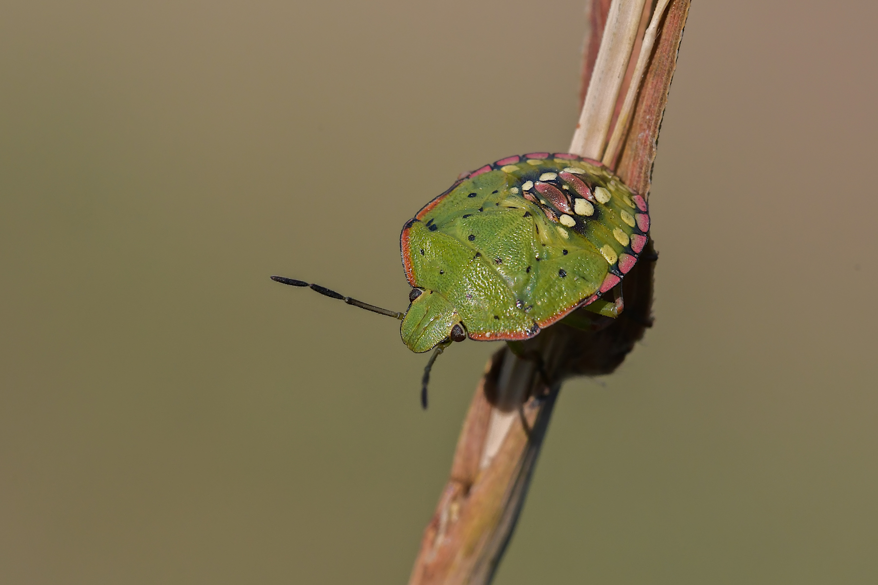 Nezara viridula