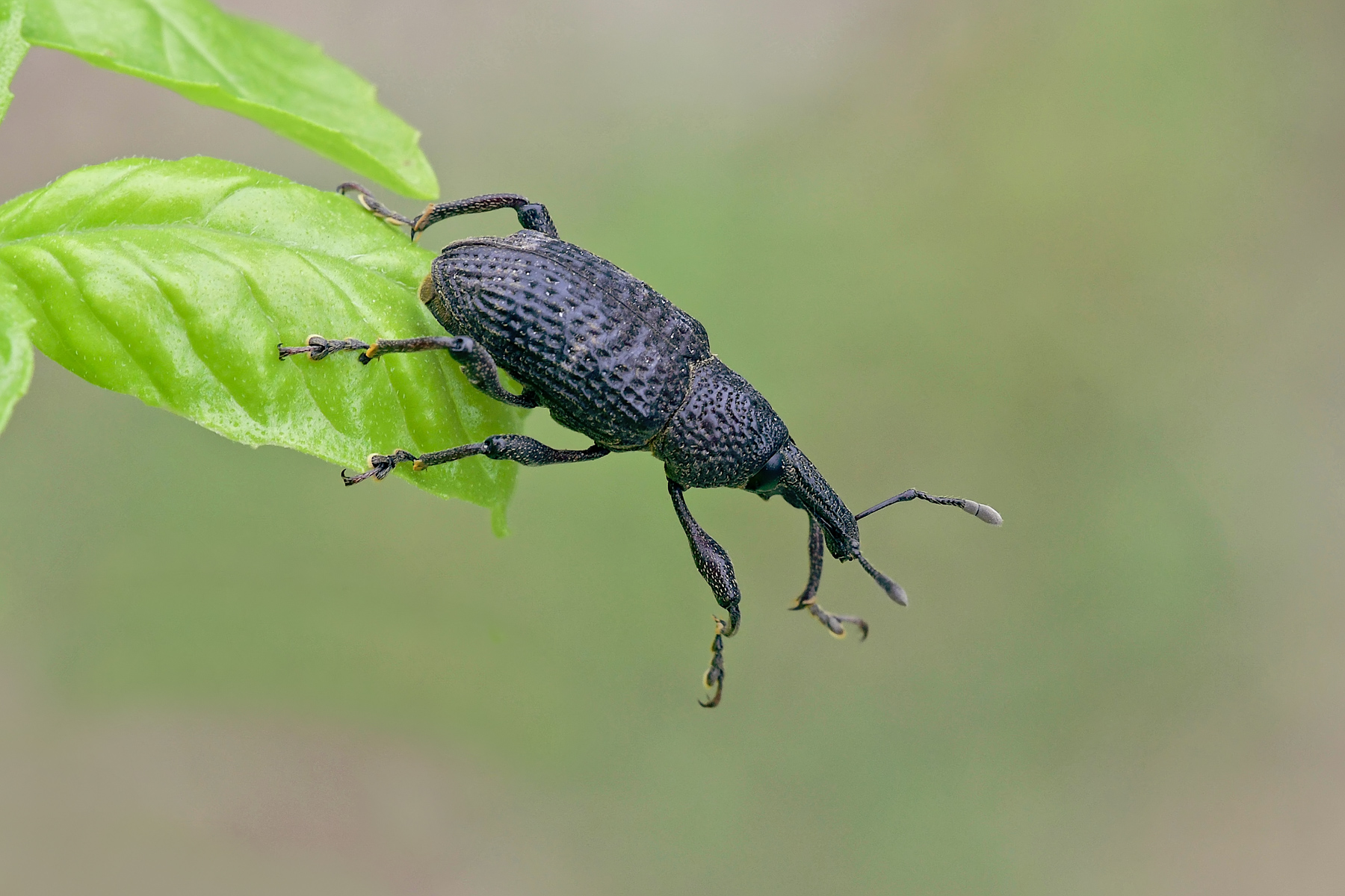 Il tuffo del curculionide