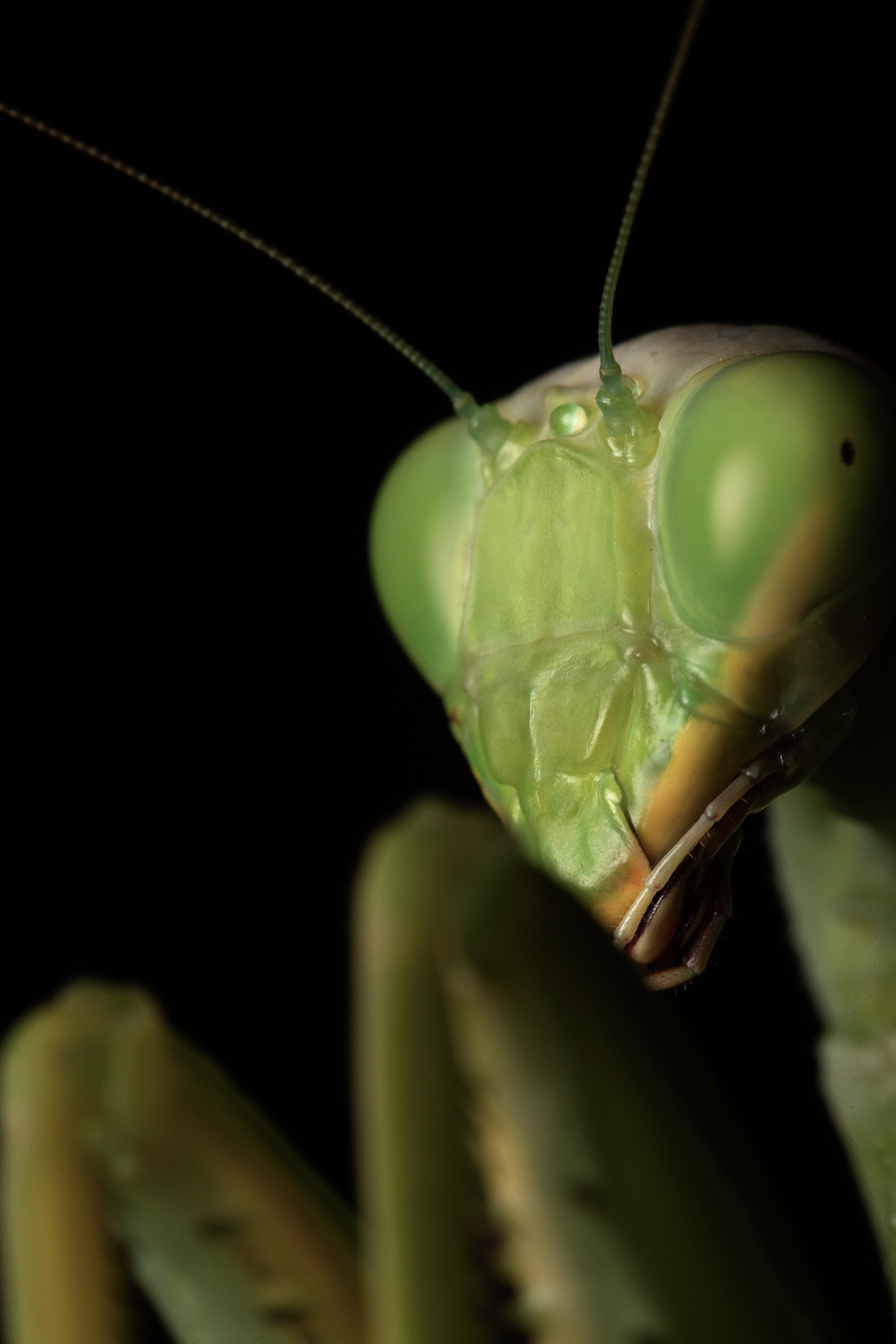 Mantis religiosa