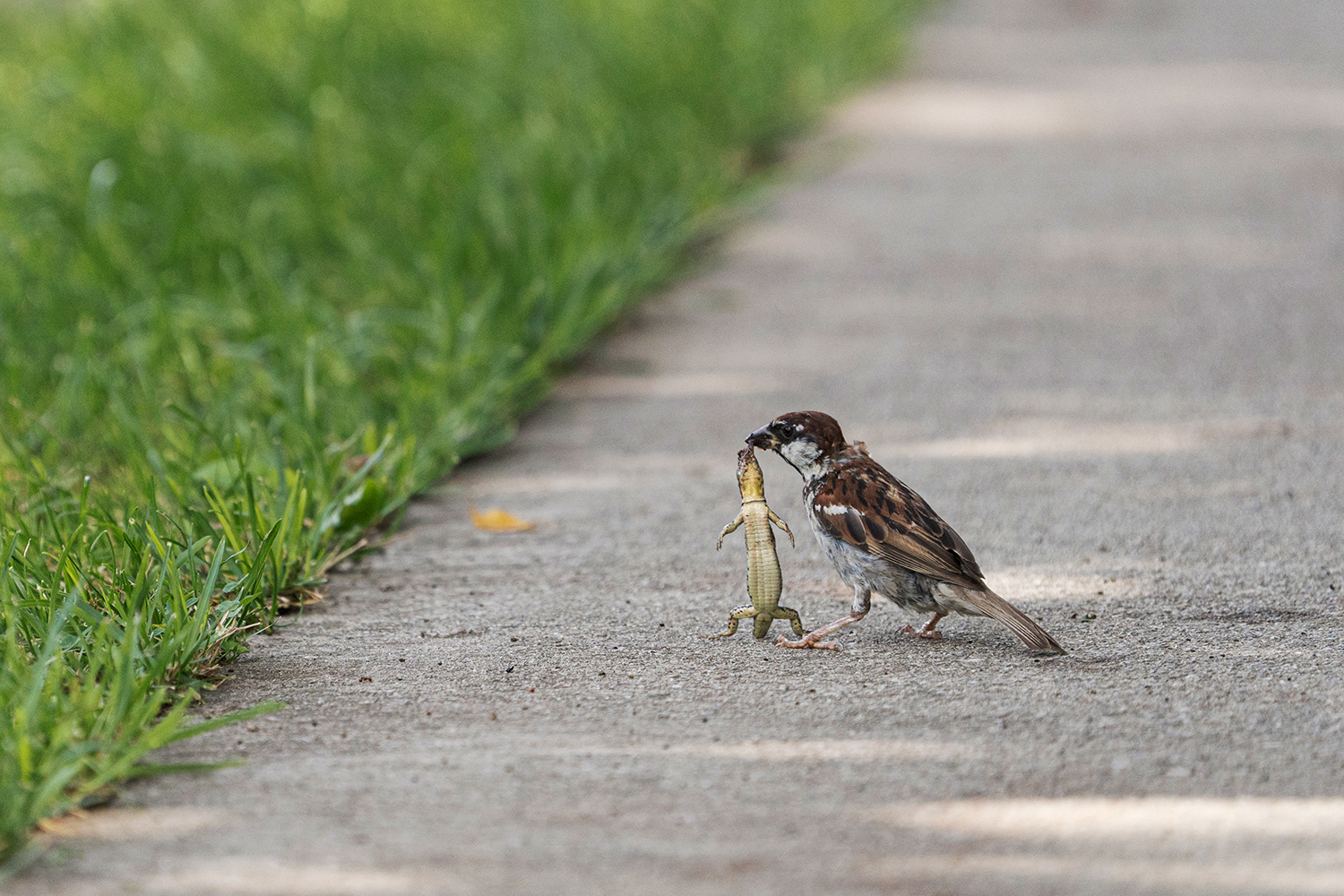 Passerotto con preda