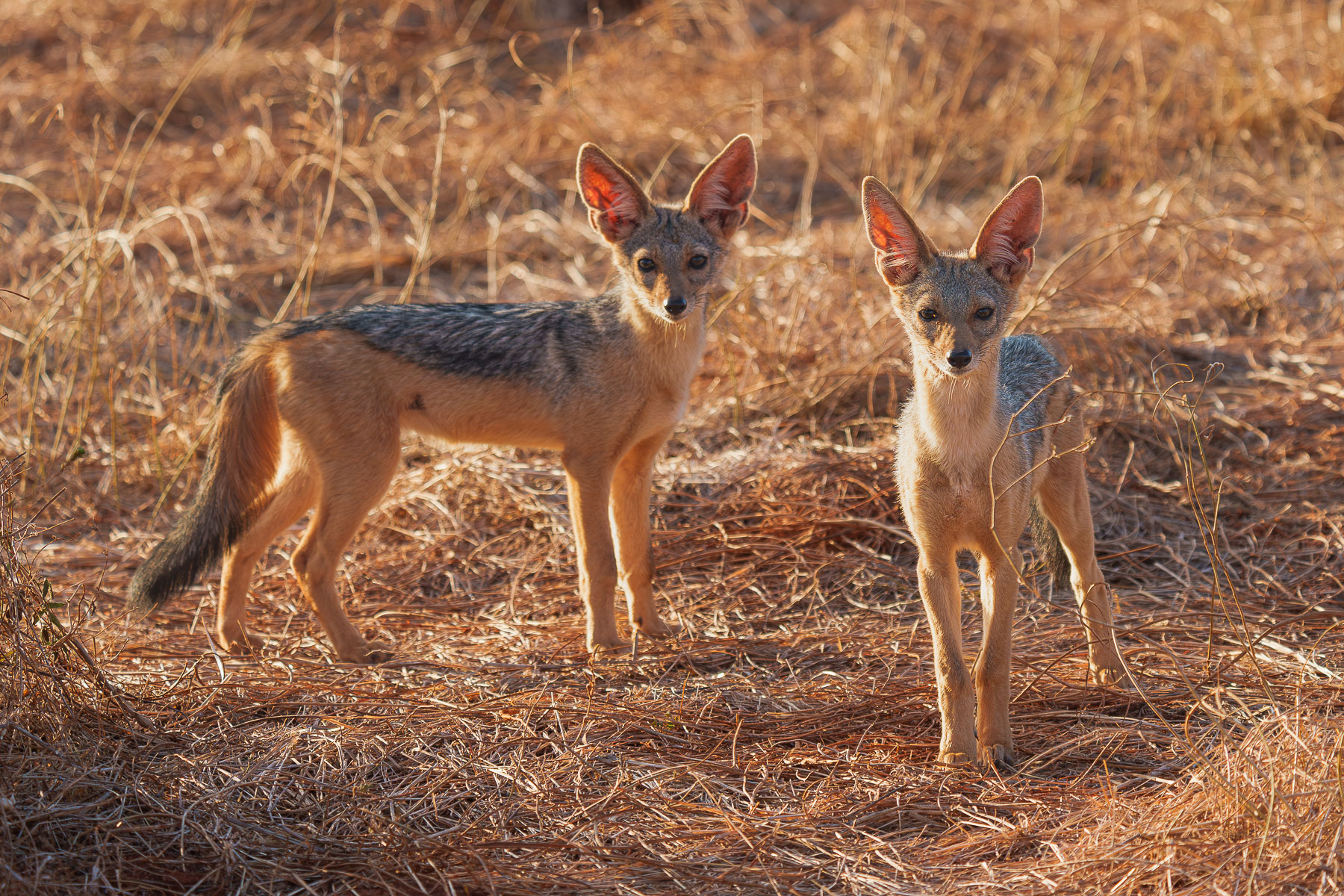cuccili di sciacallo