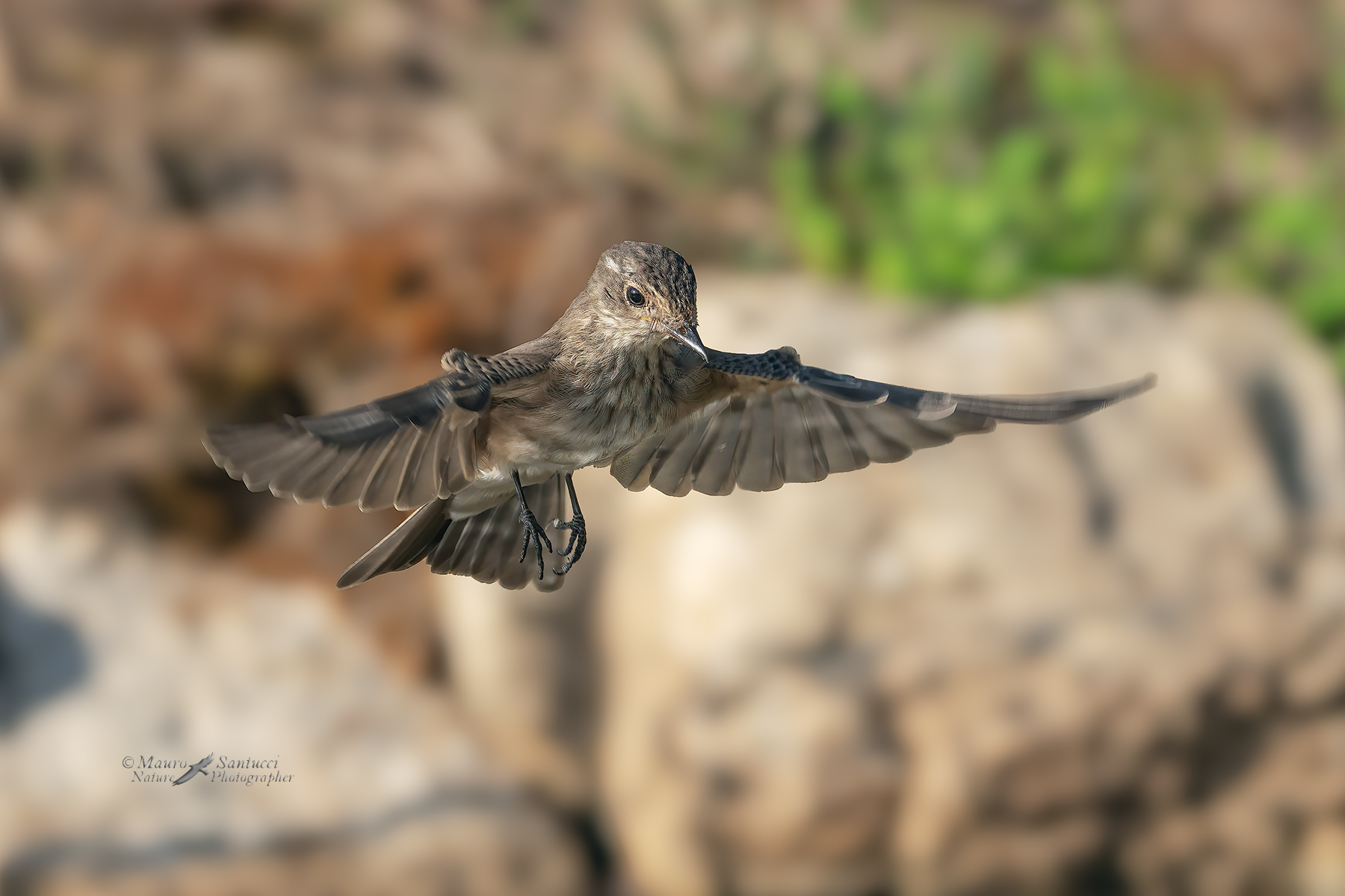 Pigliamosche-in-volo-frontale_DSC03280