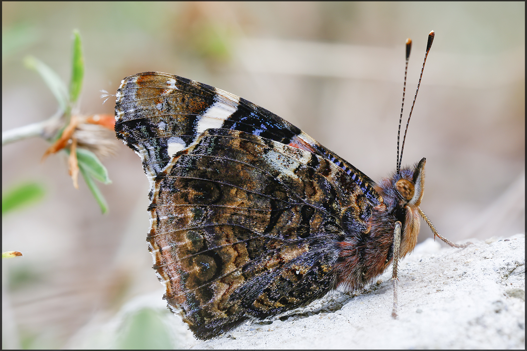 Scatti in libert� "Vanessa IO"