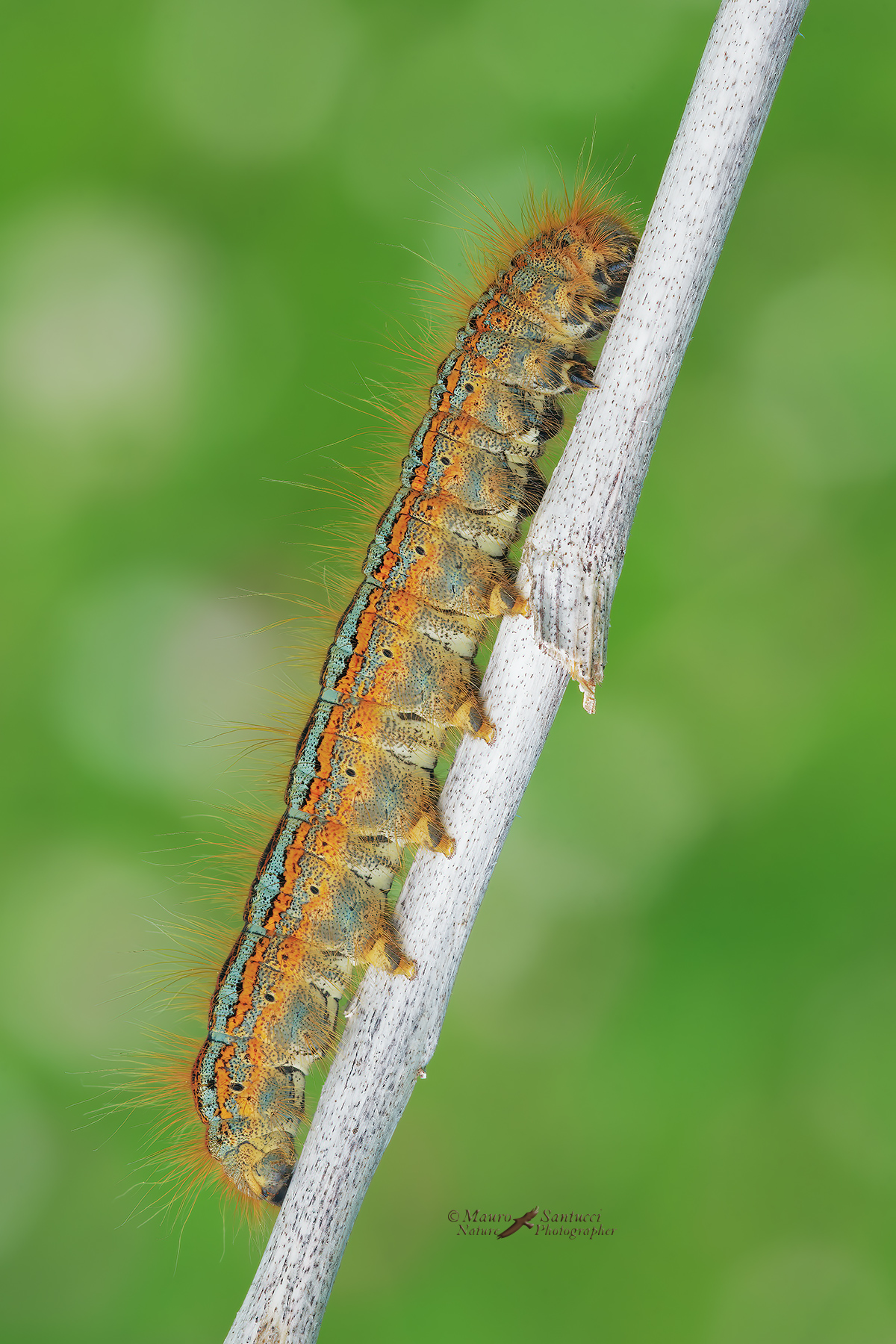 Malacosoma-neustria_Lasiocampidae_DSC6954