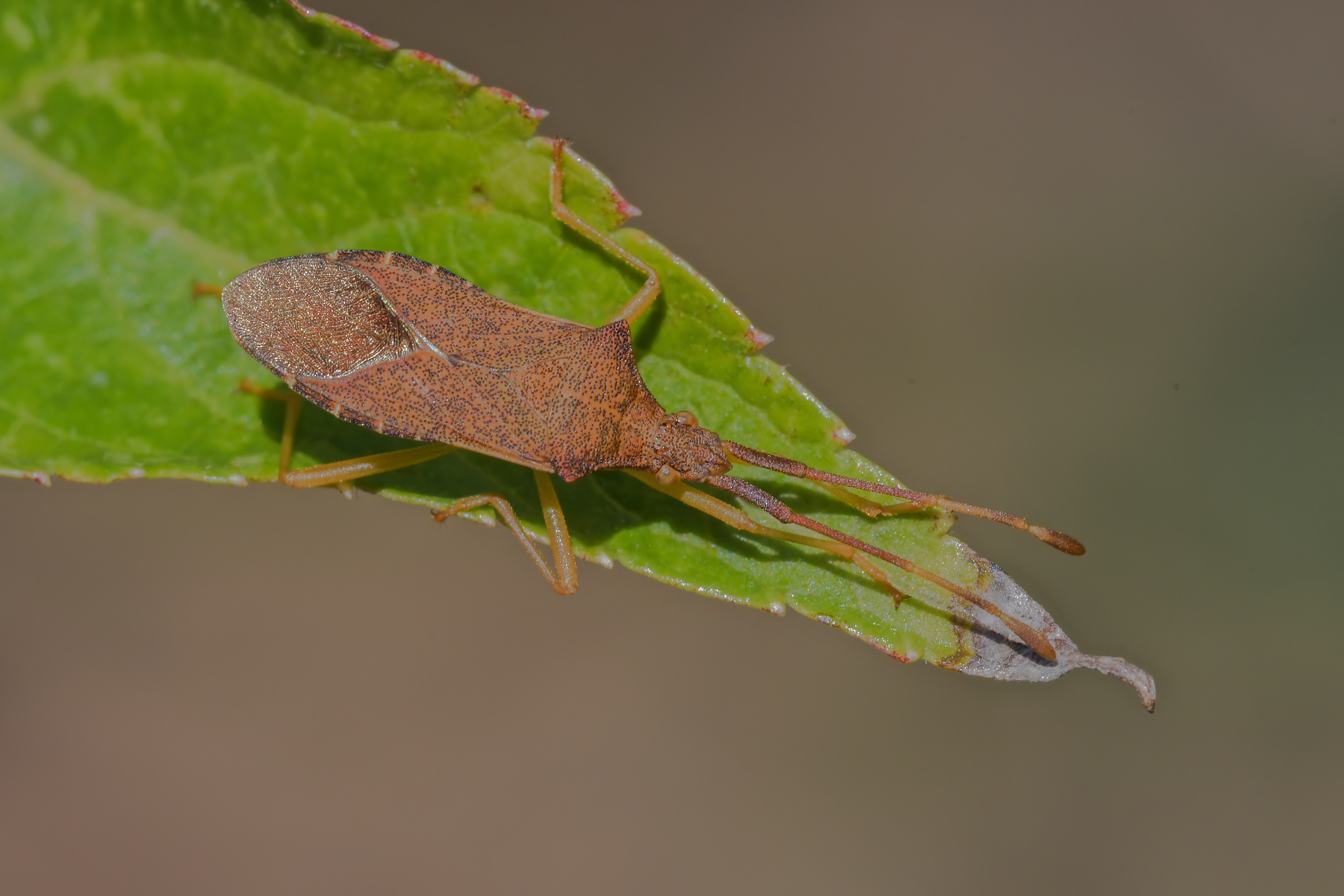 Coreus marginatus