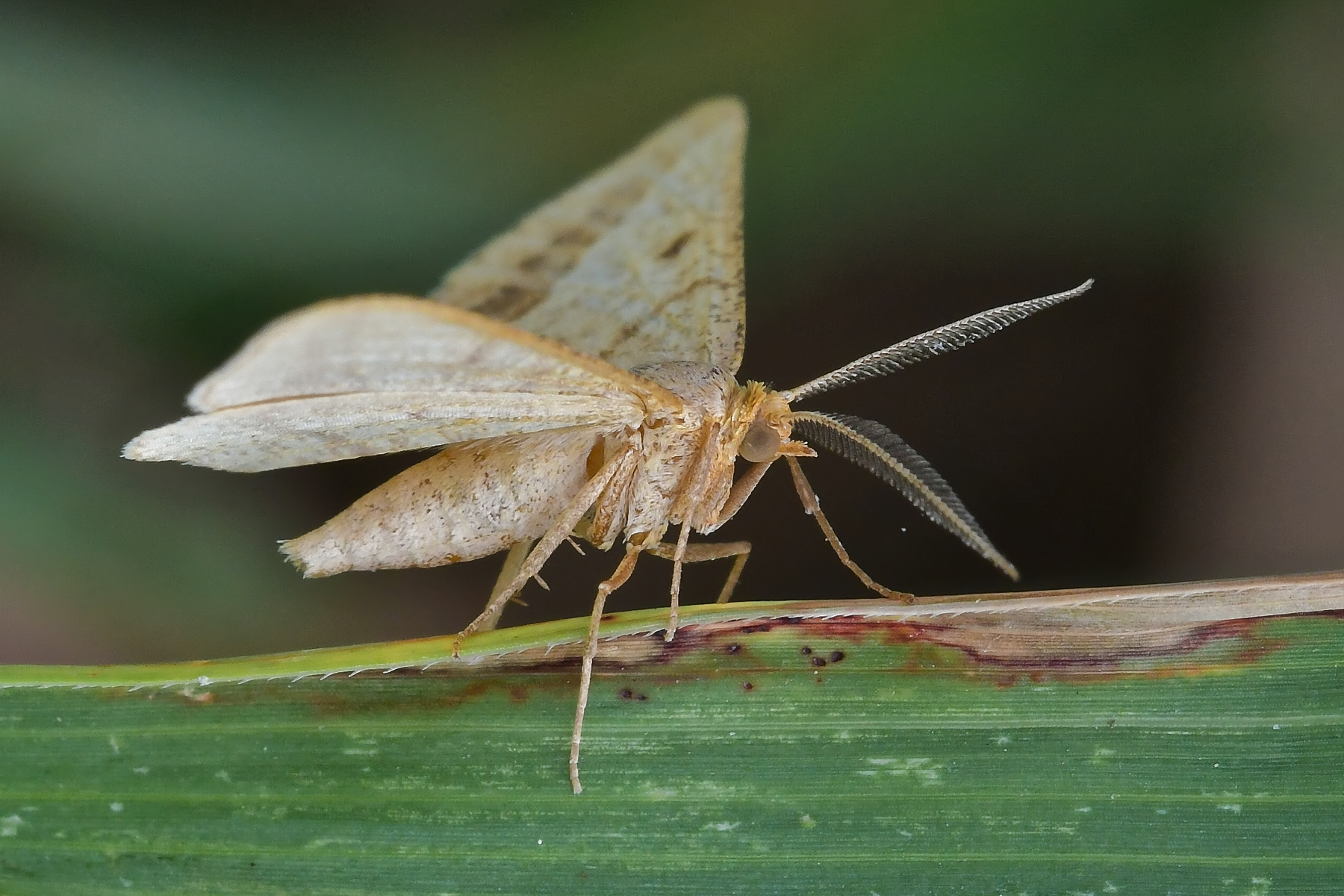 Isturgia arenacearia