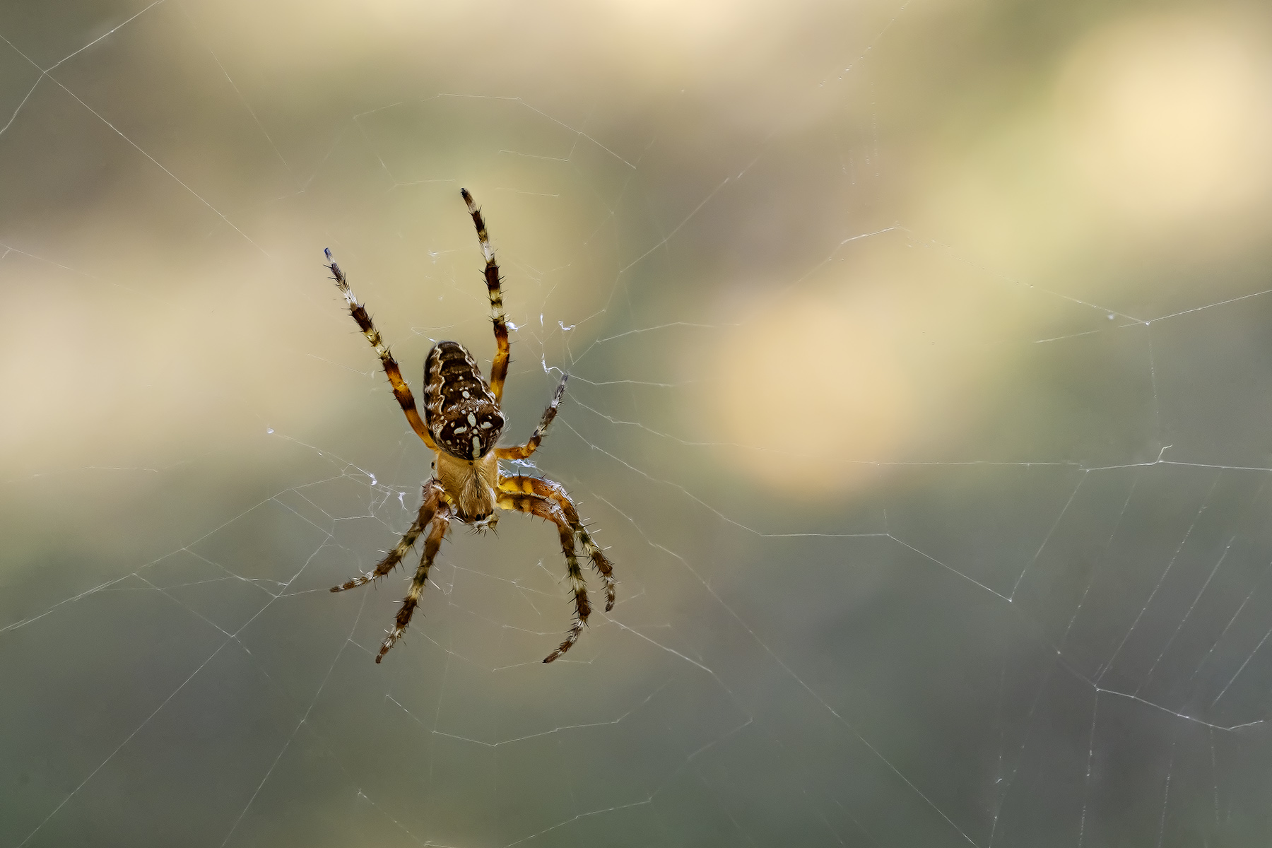 Macrofotografiamo ... il ragno crociato
