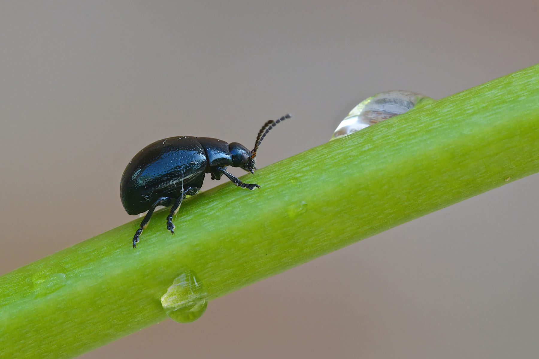 Coleottero dopo la pioggia
