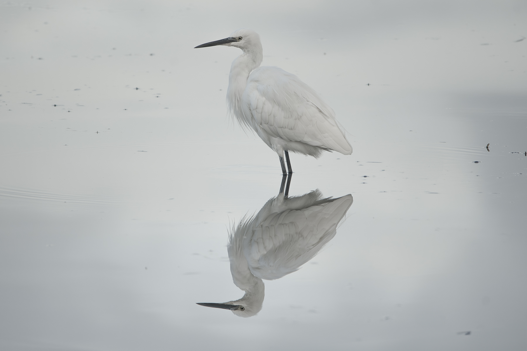 Naturalistica_Sabaudia_LT_Ott2024_9