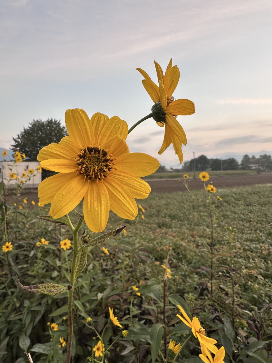 🌼 Fiore giallo 🌼