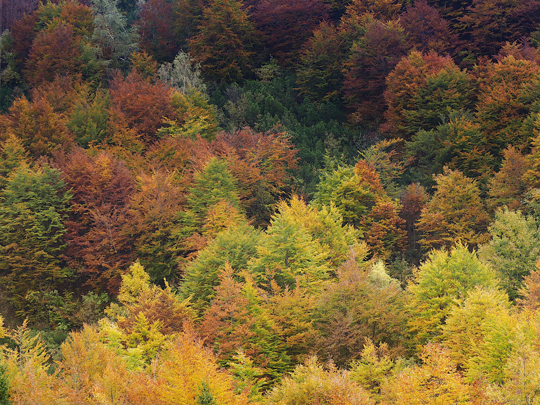 esplosione d'autunno