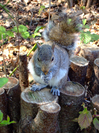 English squirrel