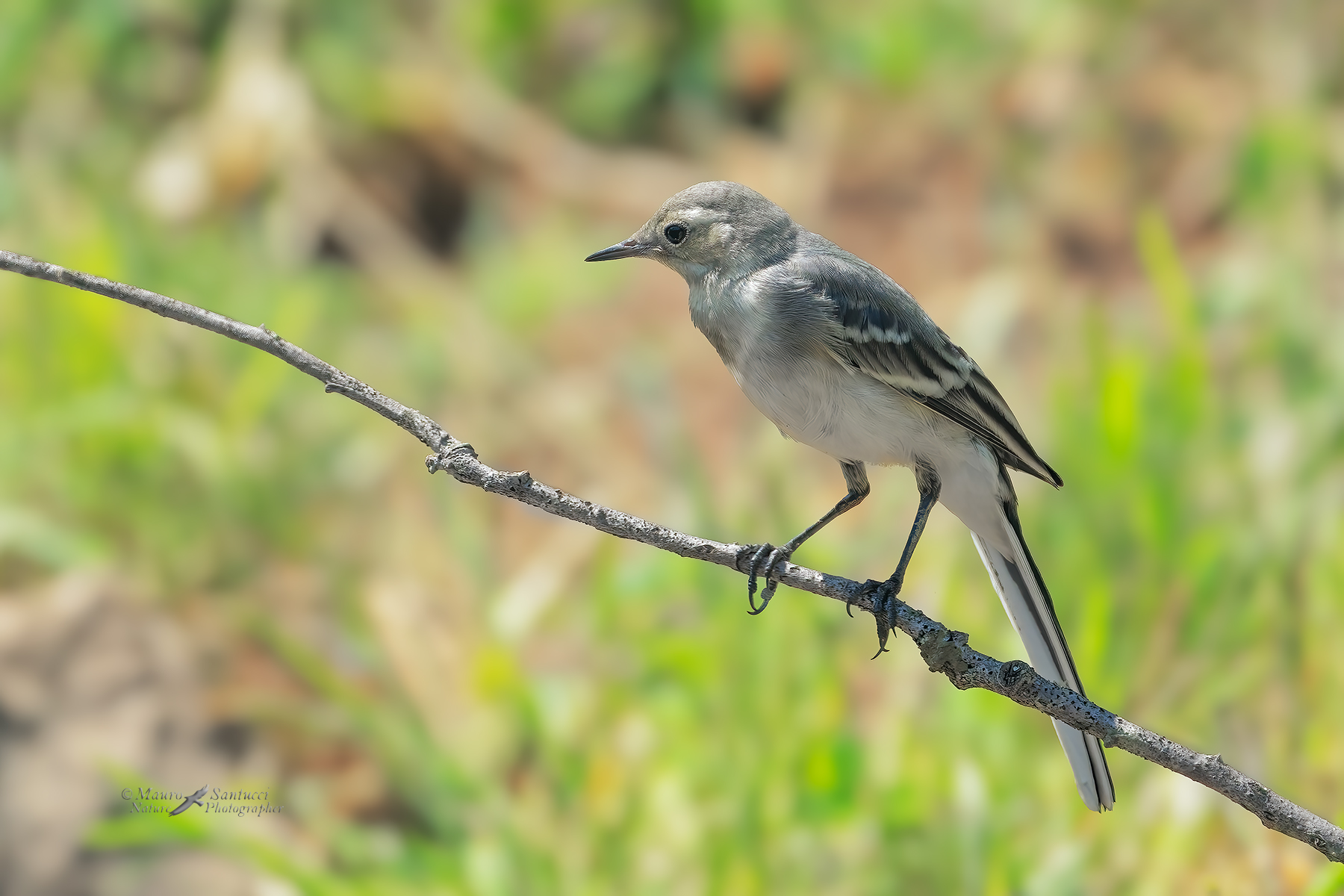 Ballerina-bianca-giovane_DSC09500