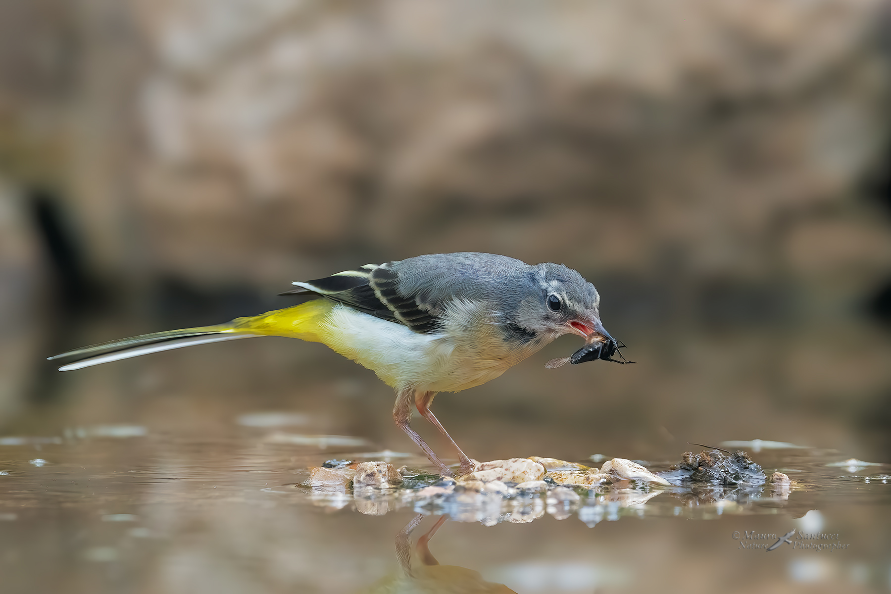 Ballerina-gialla_DSC09697