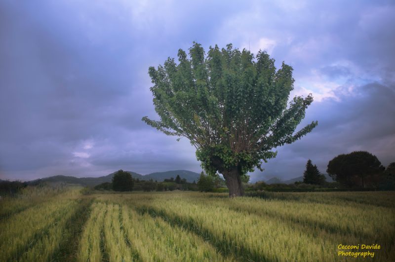 Campo con albero