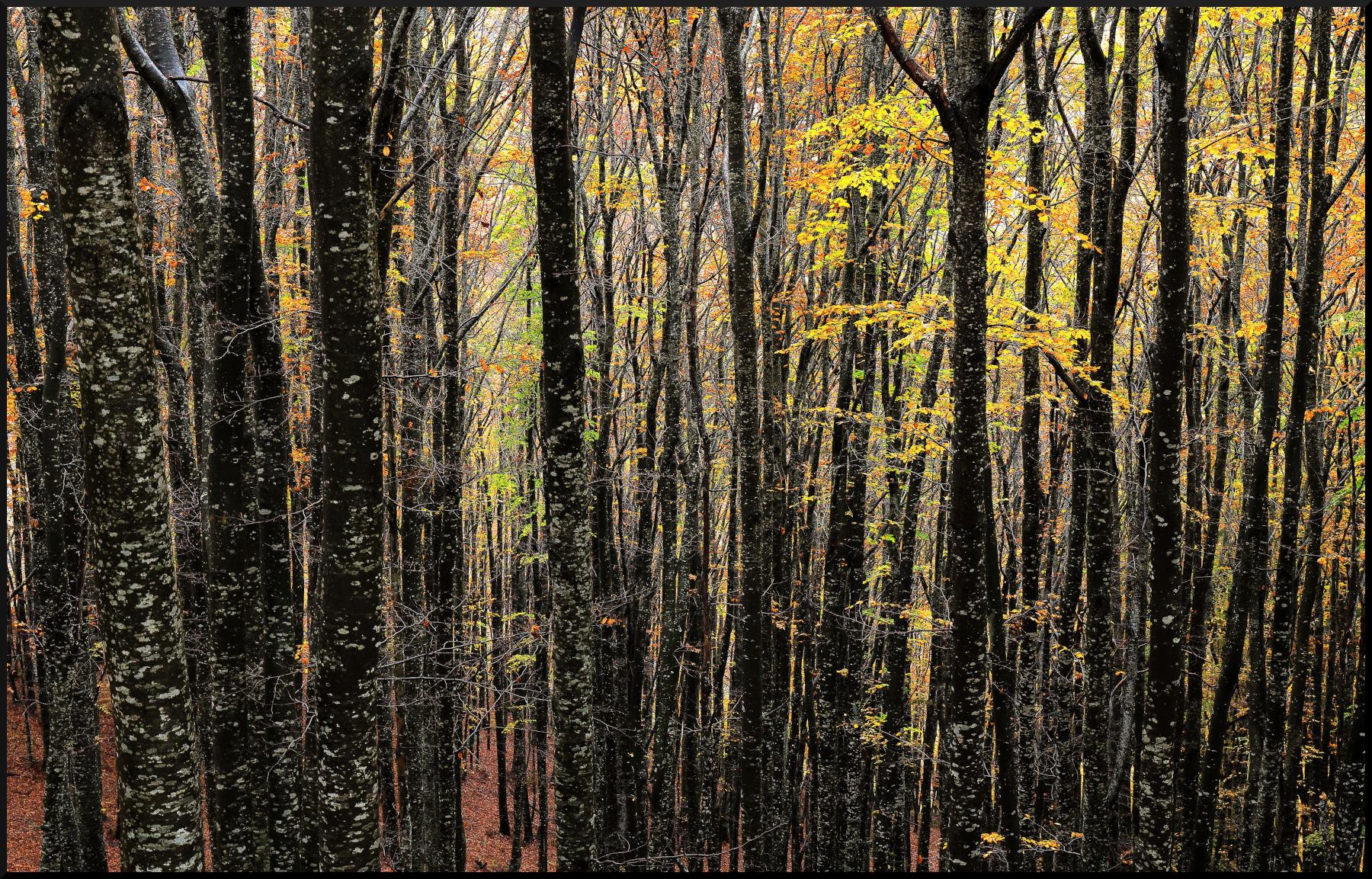 i colori dell'autunno...