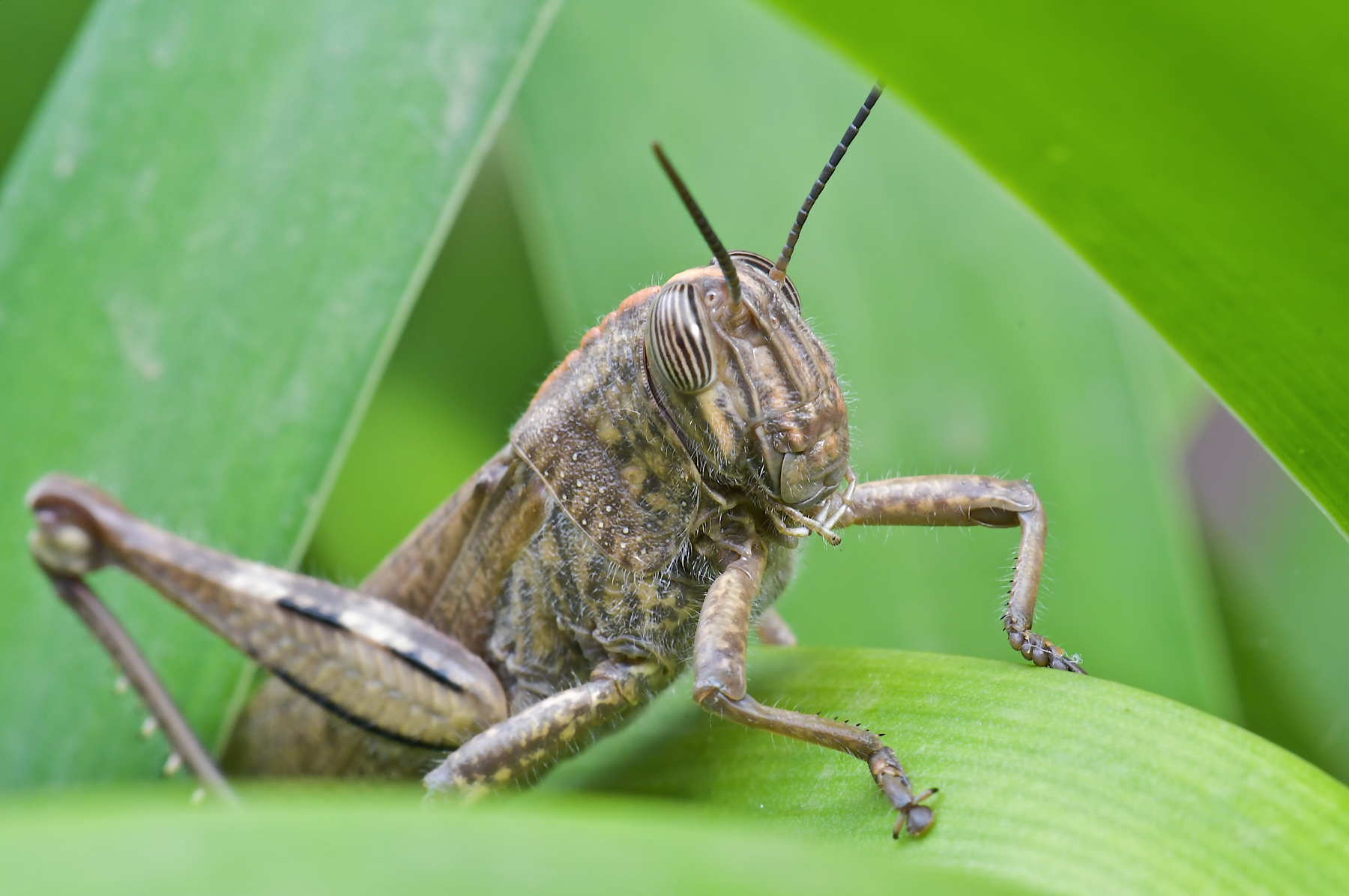 Anacridium aegyptium