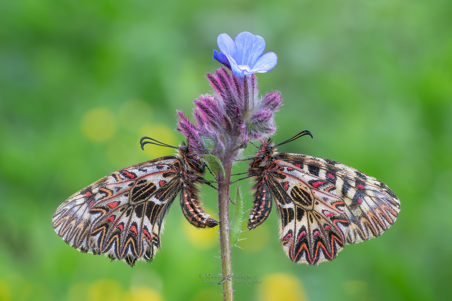 Zerynthia-cassandra-la-coppia_DSC06016