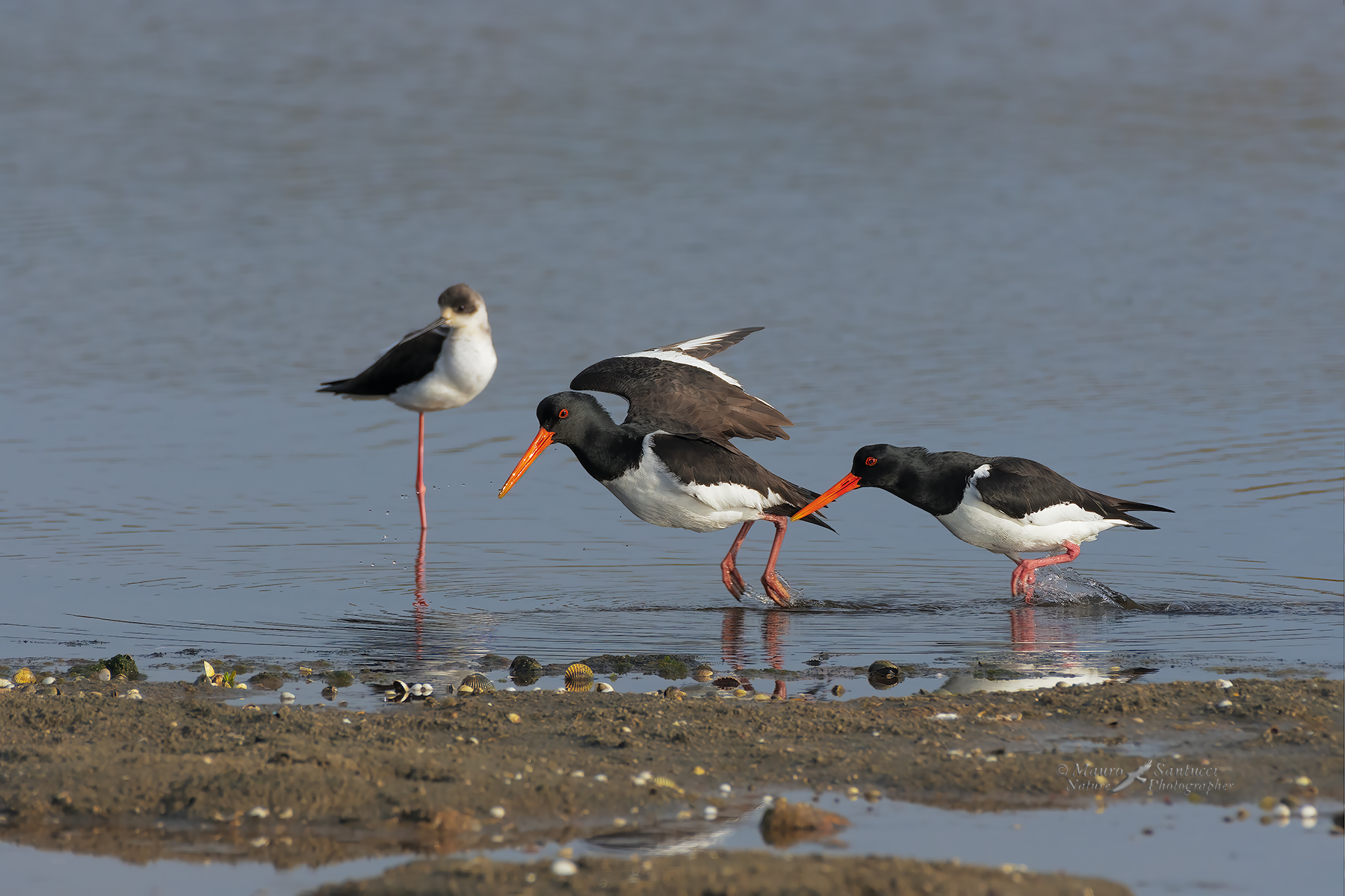 Beccacce-di-mare_DSC4818