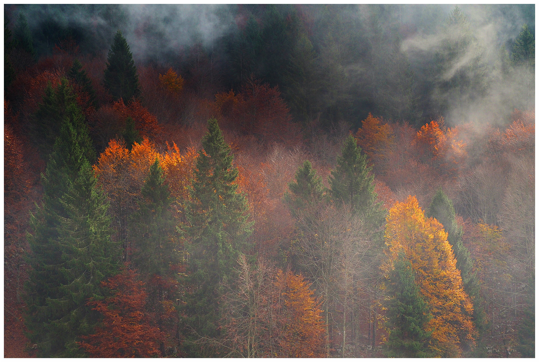 fumi nebbiosi nel bosco autunnale
