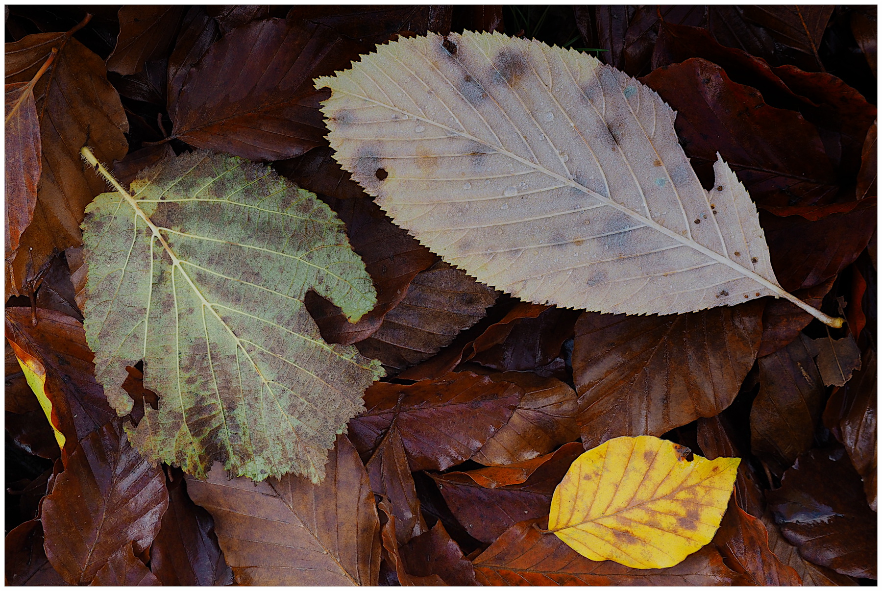 sottobosco d'autunno