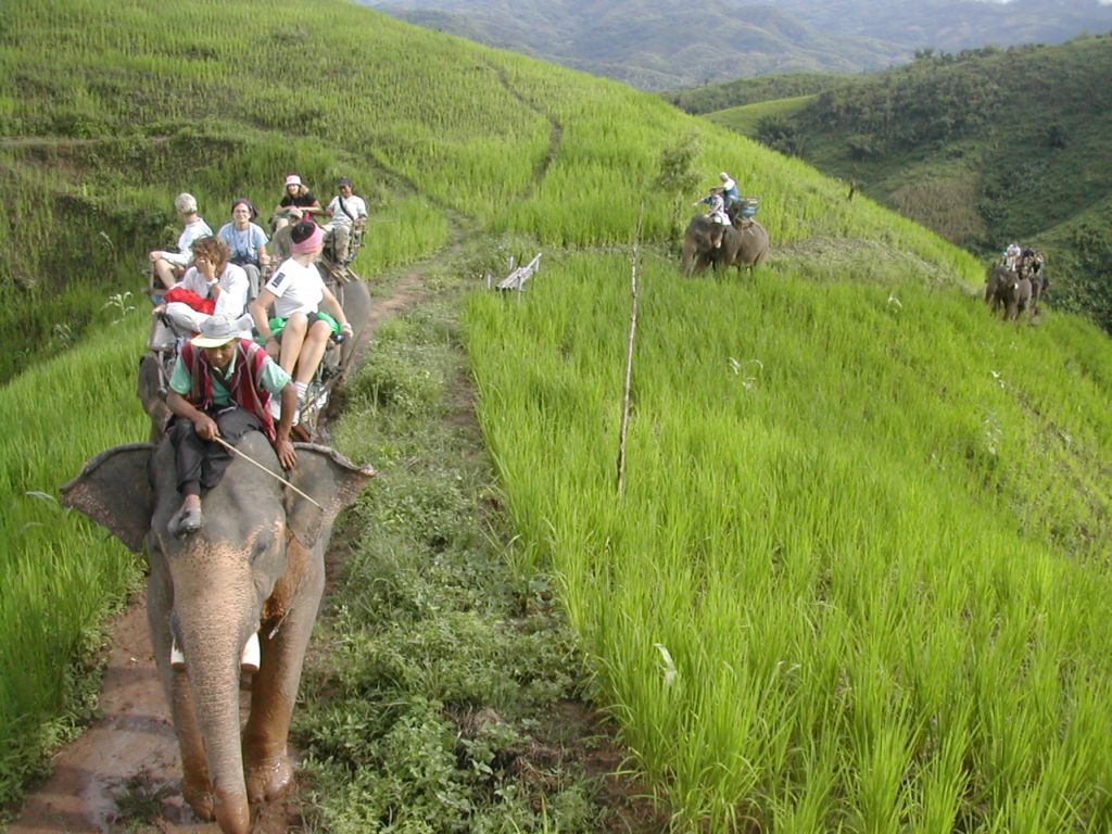 Elefanti in Thailandia