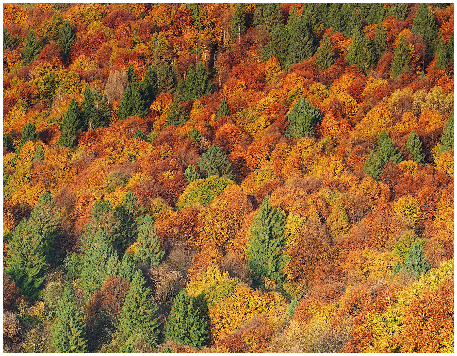 approfittarne finch� durano i colori