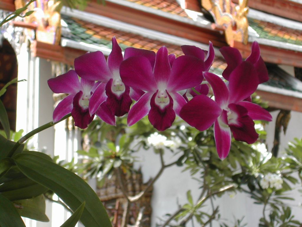 Orchidea