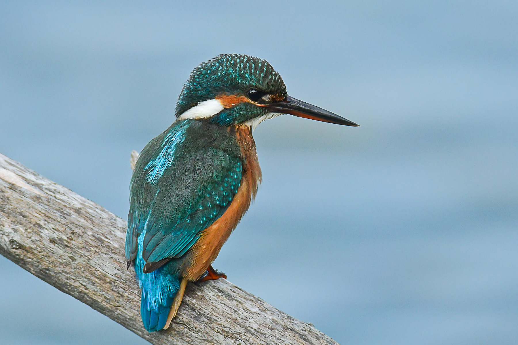 Ritratto di martin pescatore