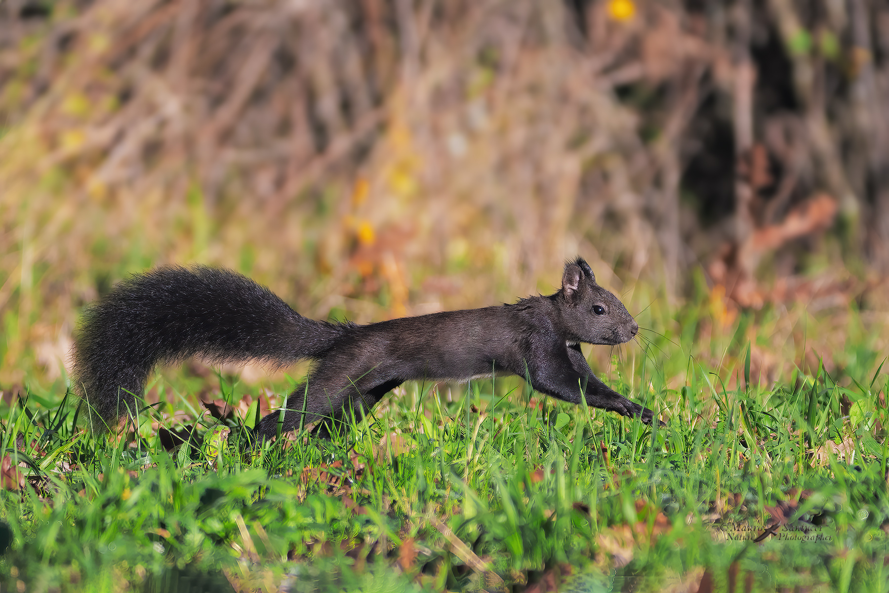 Scoiattolo-comune_DSC00738