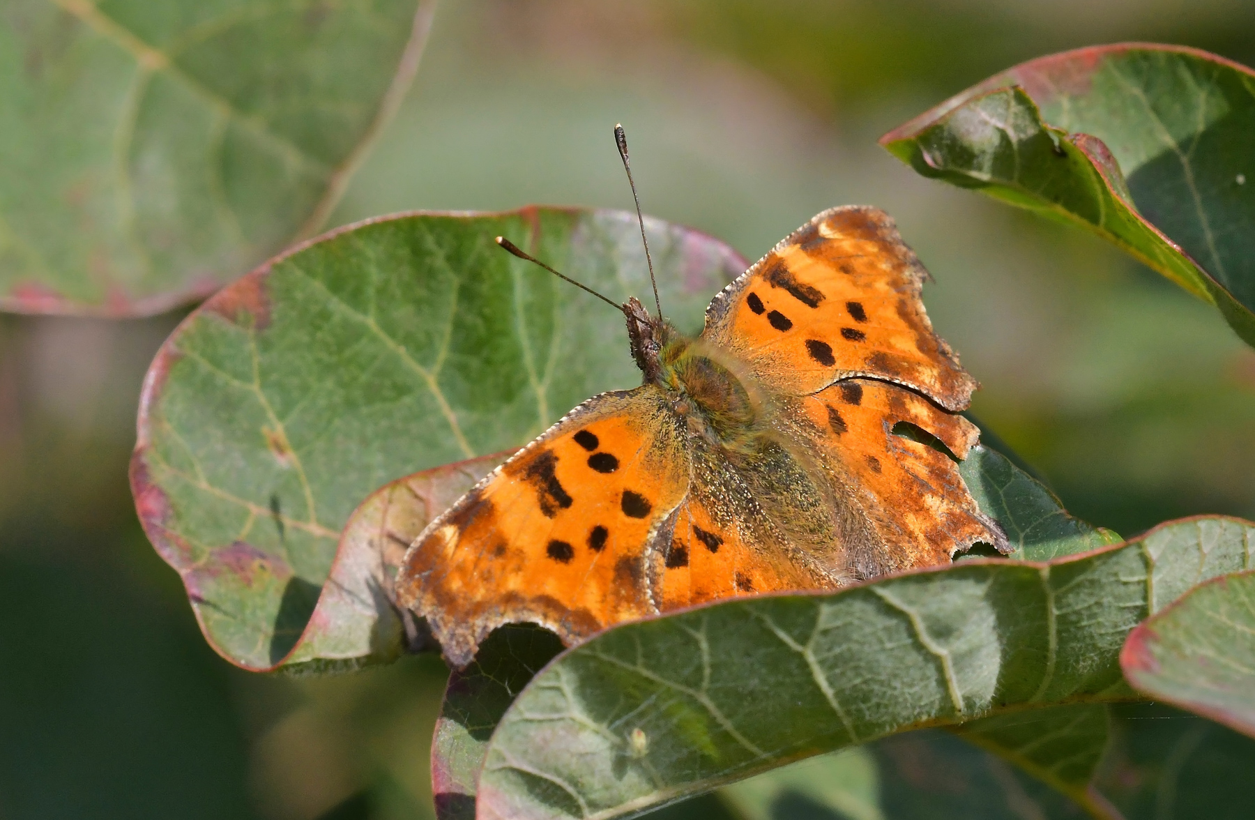 Vanessa C di stagione