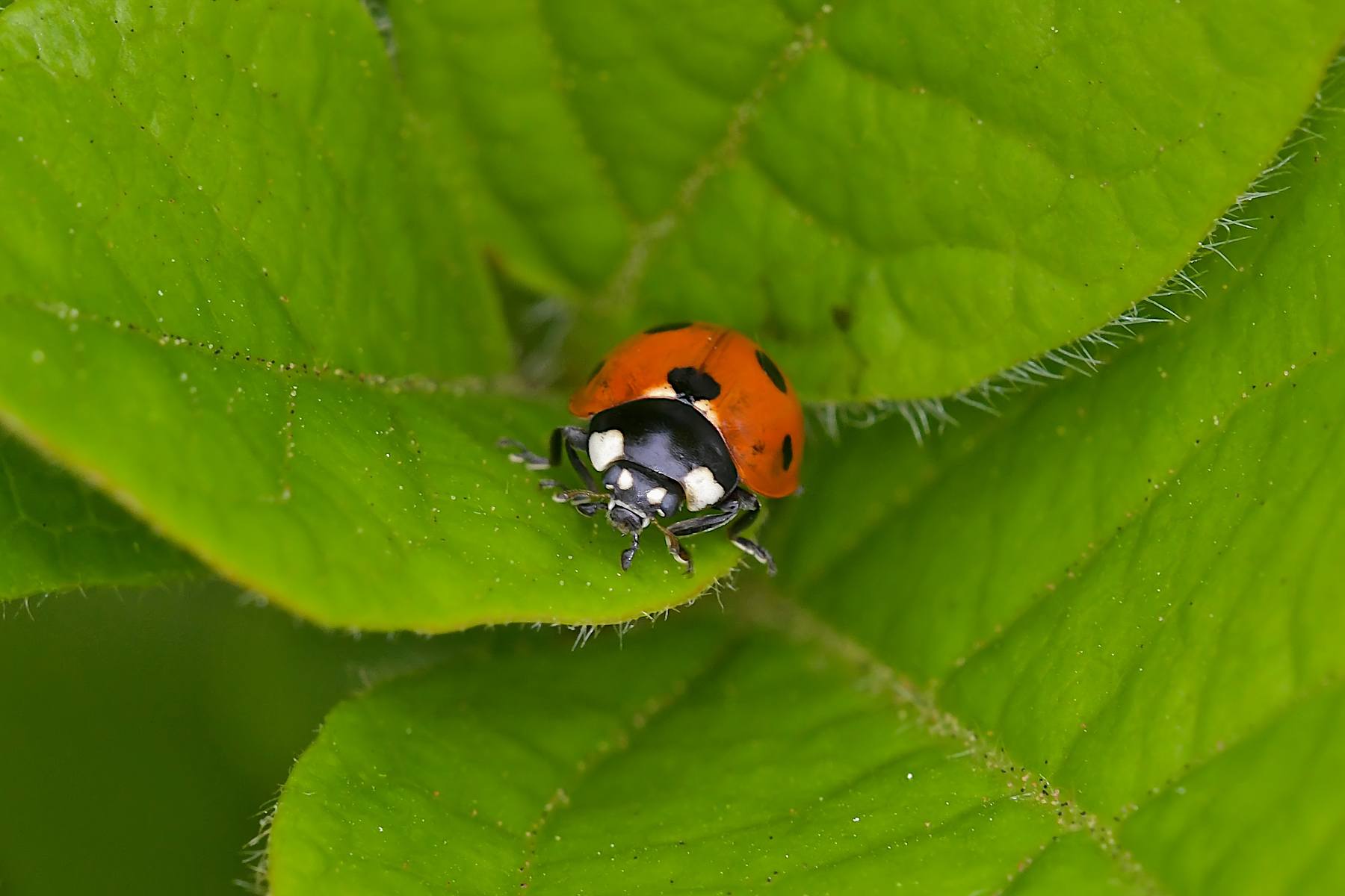 Al centro della pianta
