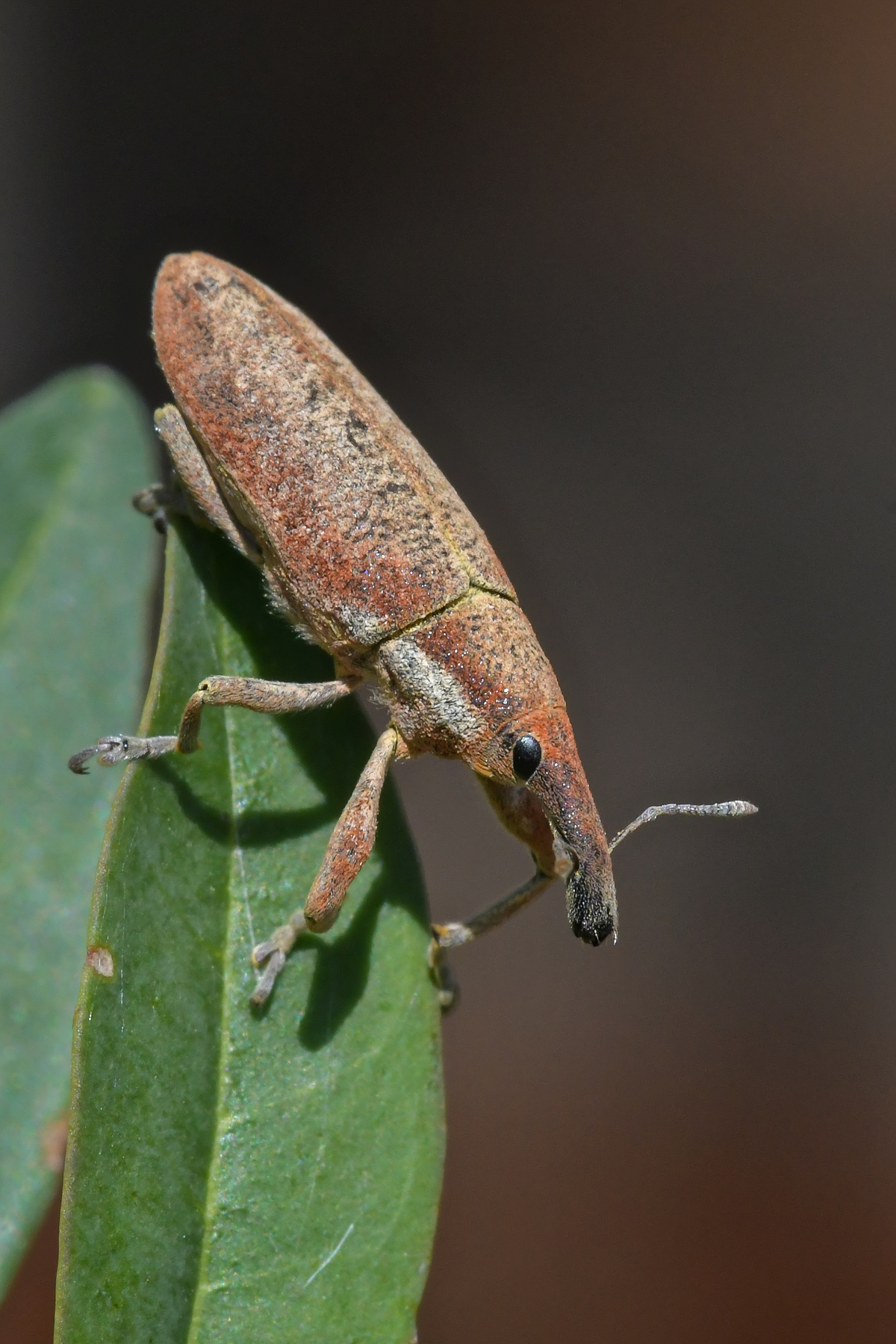Lixus pulverulentus in discesa